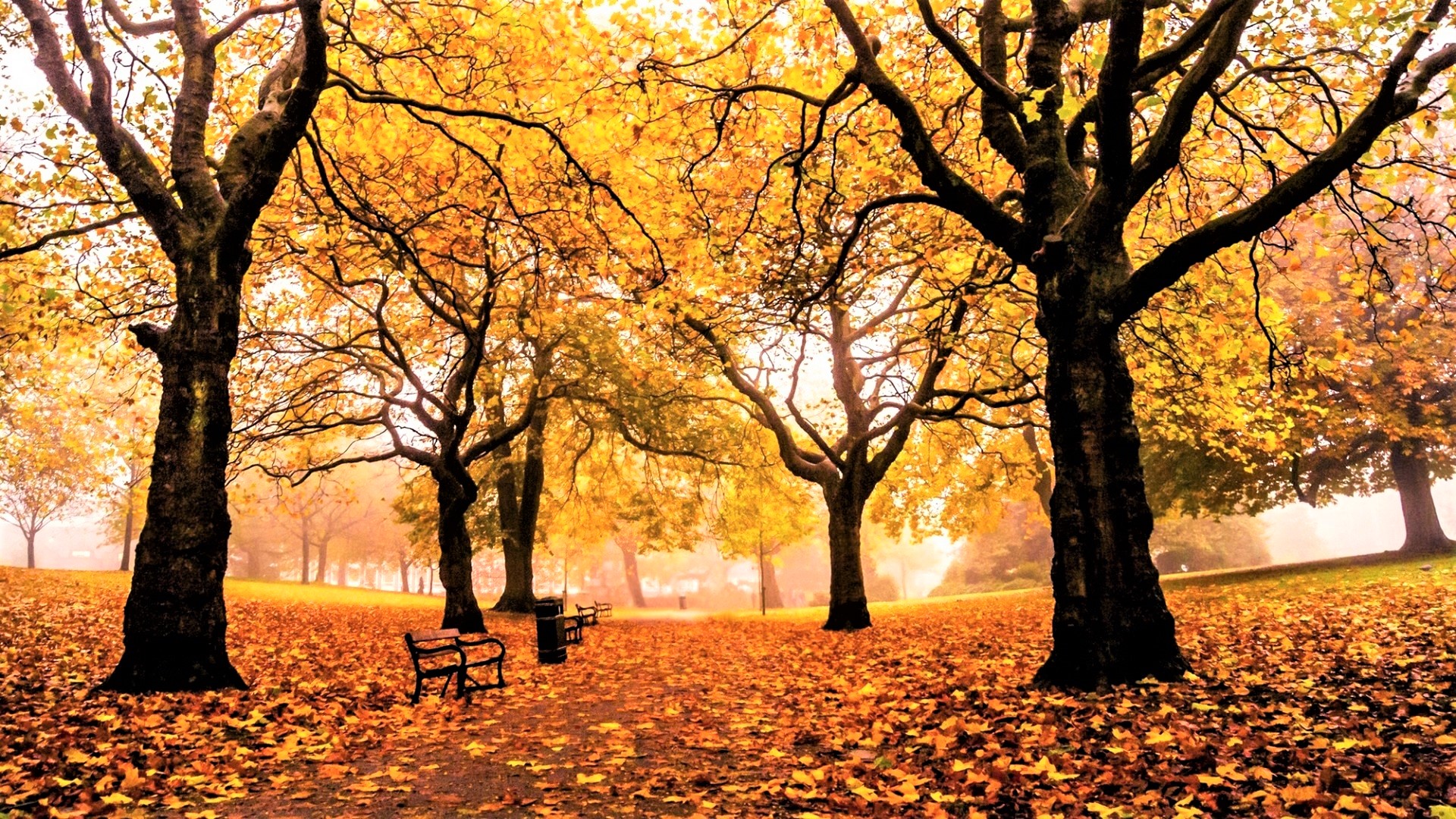 Парк деревья осень