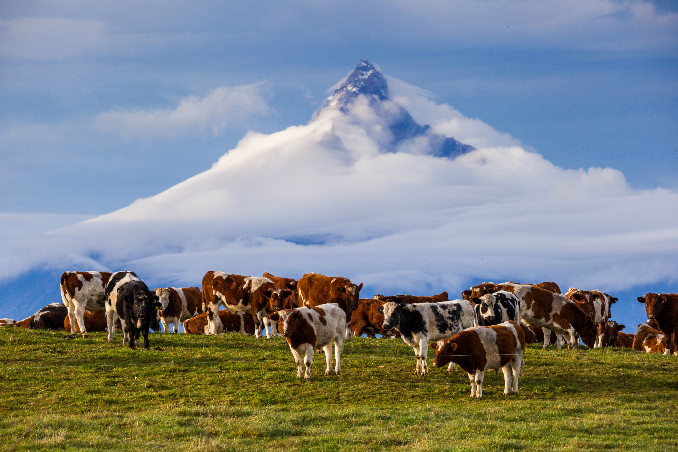 cow, animal, andes, mountain, peak 1080p