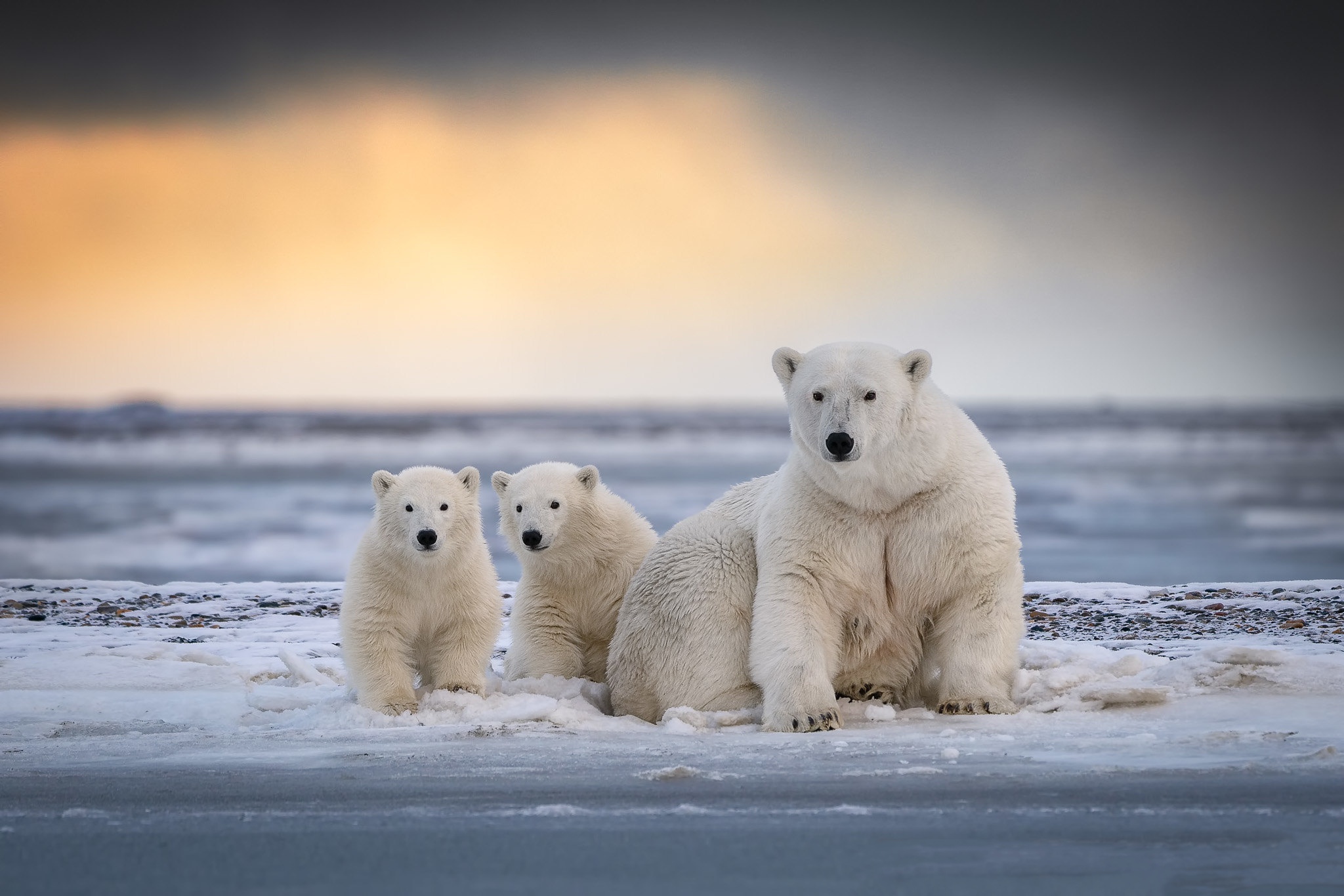 Арктика медведи