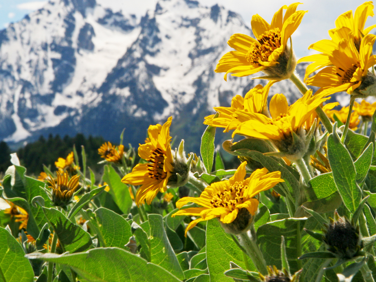 Желтые цветы в горах