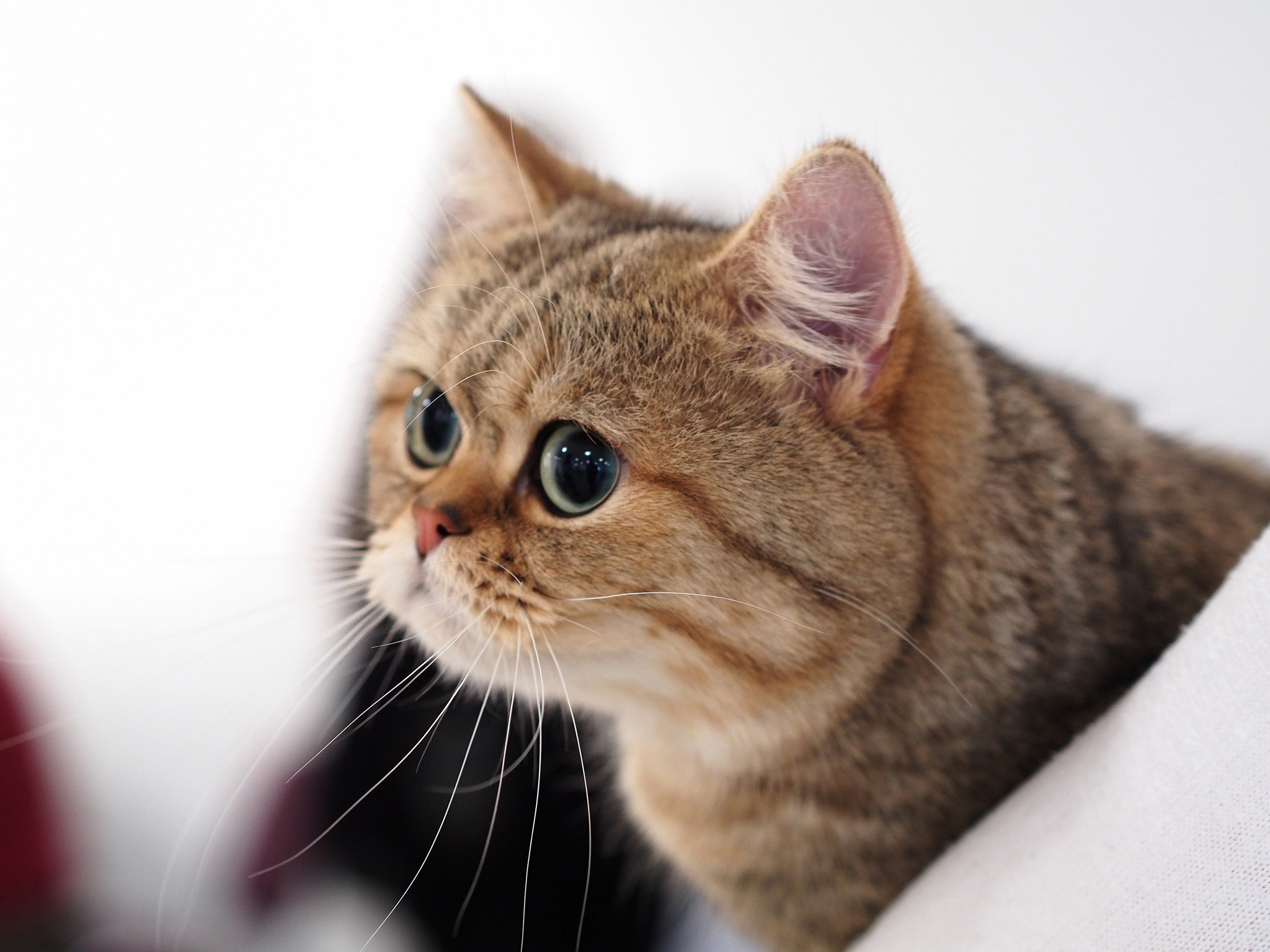 Короткошерстная порода кошек с большими щеками