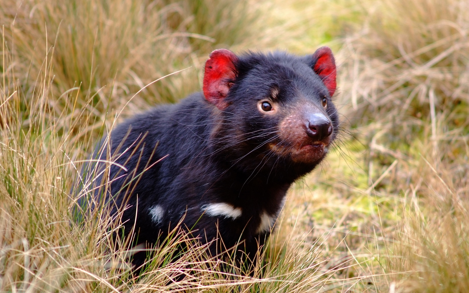 1454822 Bild herunterladen tiere, tasmanischer teufel - Hintergrundbilder und Bildschirmschoner kostenlos