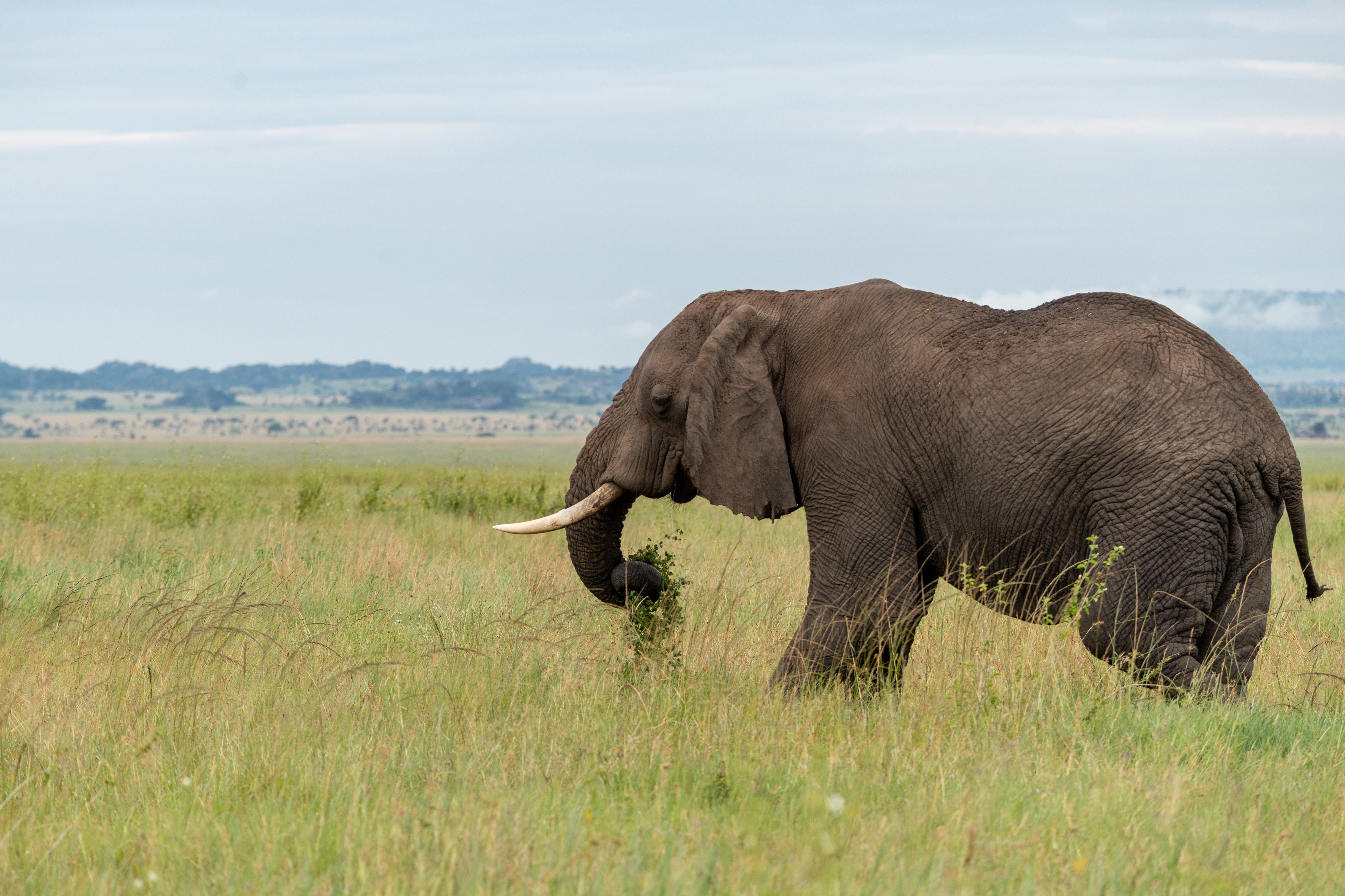 Téléchargez des papiers peints mobile Animaux, Défenses, Savanna, Animal, L'éléphant, Éléphant gratuitement.