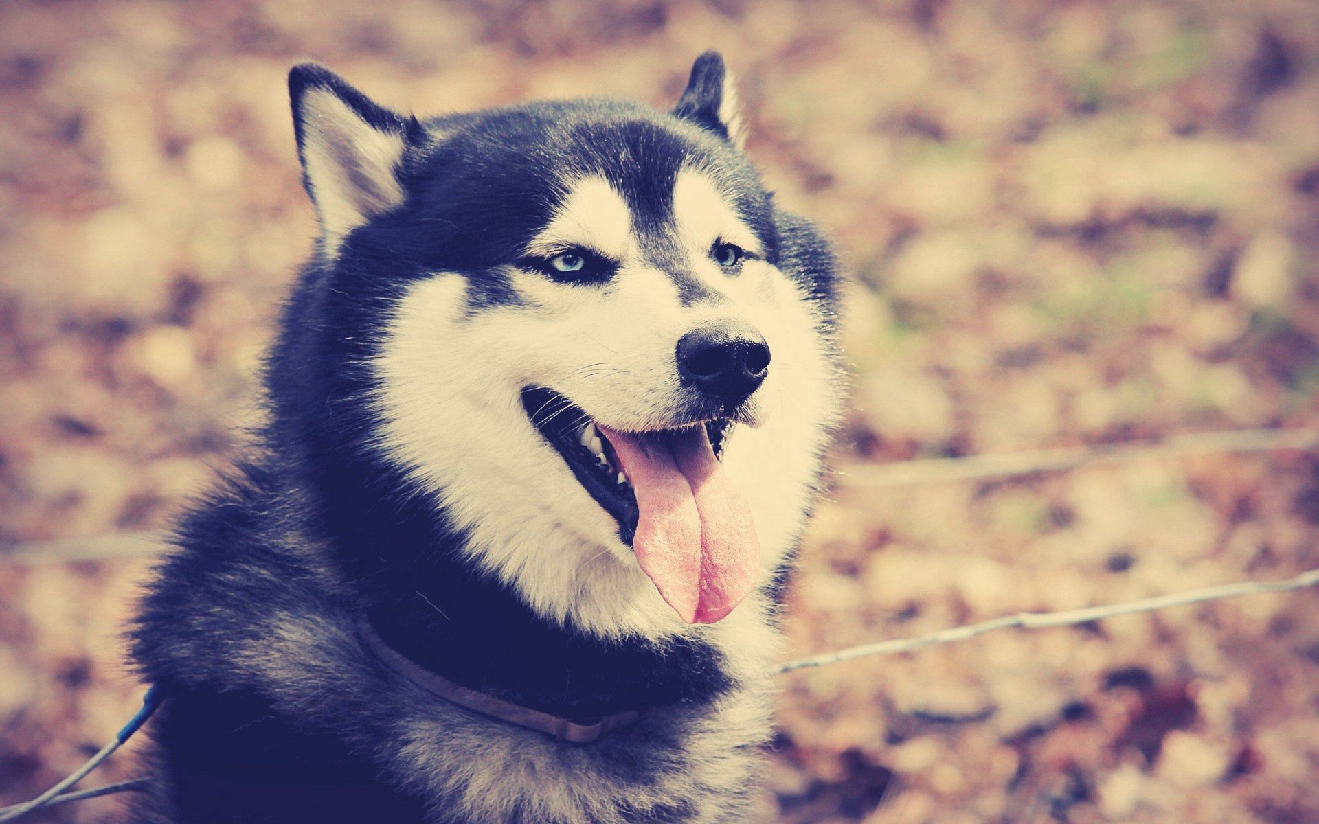 Download mobile wallpaper Protruding Tongue, Tongue Stuck Out, Muzzle, Dog, Animals, Husky for free.