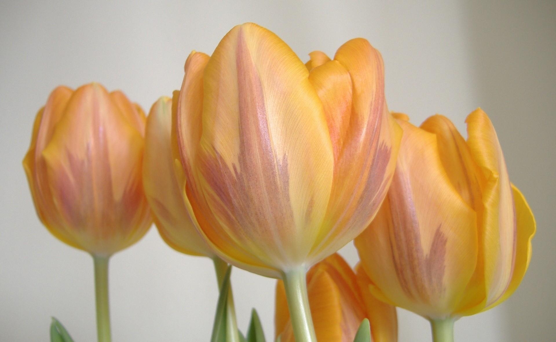 81434 descargar fondo de pantalla tulipanes, flores, de cerca, primer plano, rayas, rayado, cogollos, brotes: protectores de pantalla e imágenes gratis