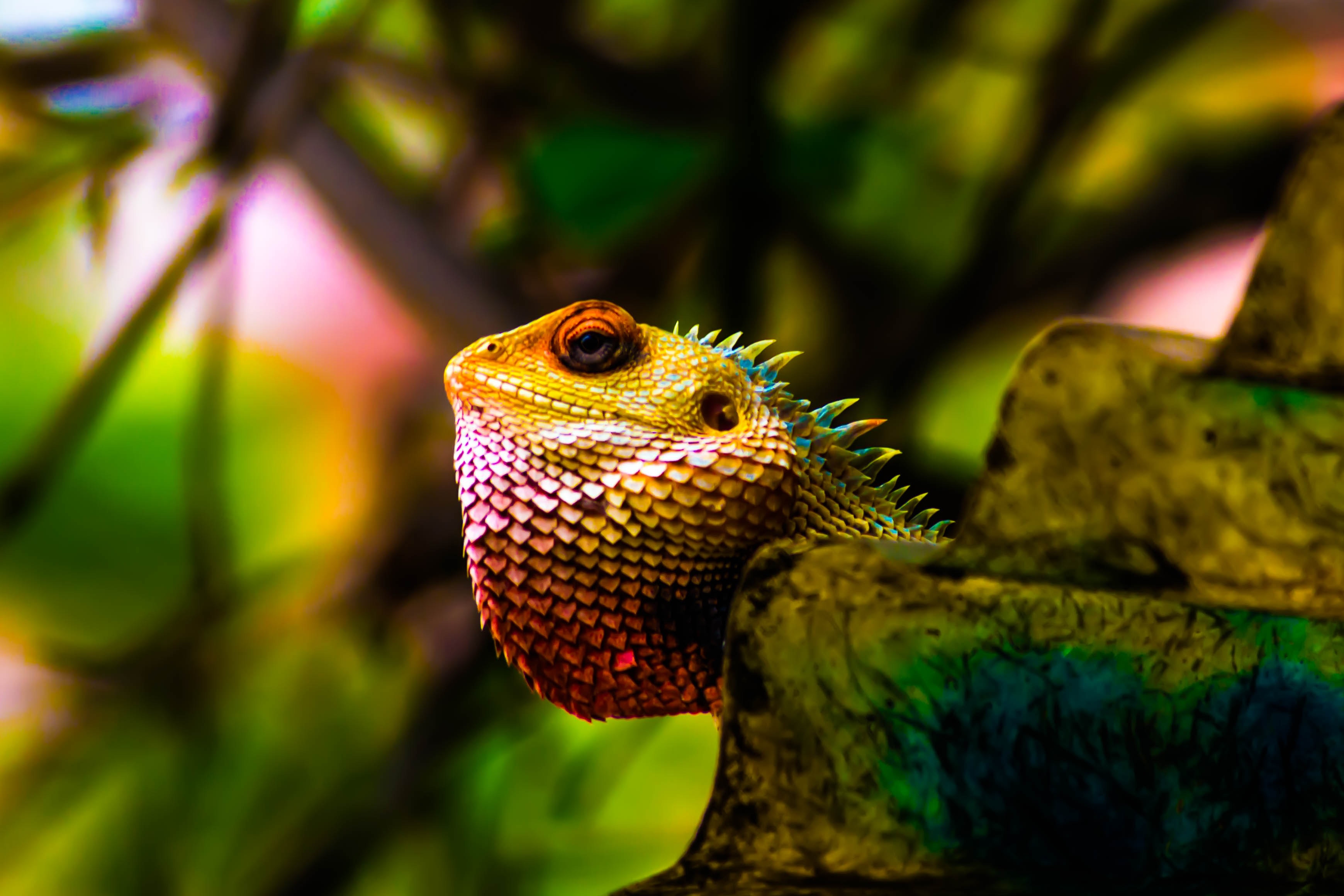 animals, color, reptile, scales, scale, iguana