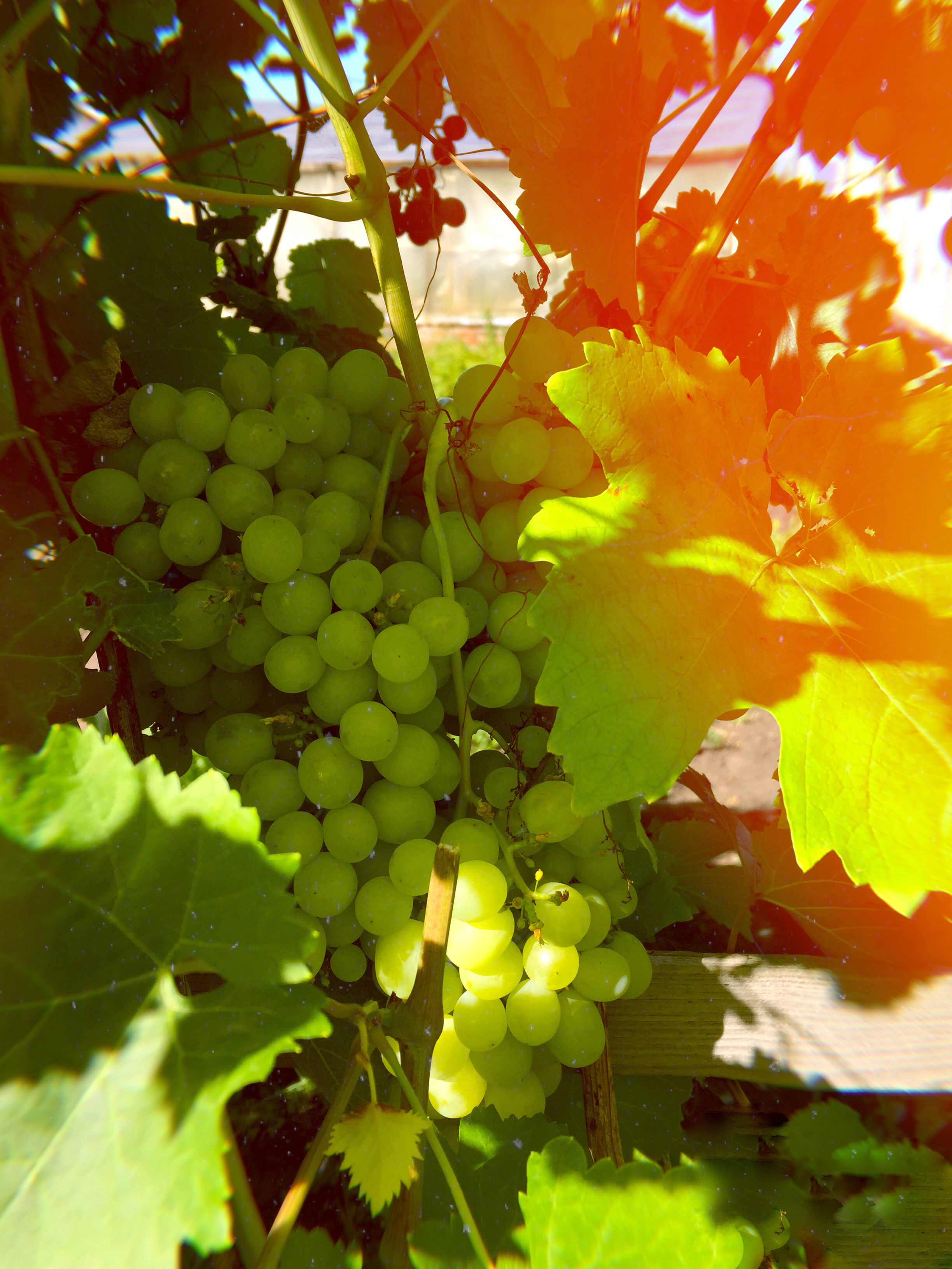 Download mobile wallpaper Branches, Food, Sunlight, Berries, Grapes for free.