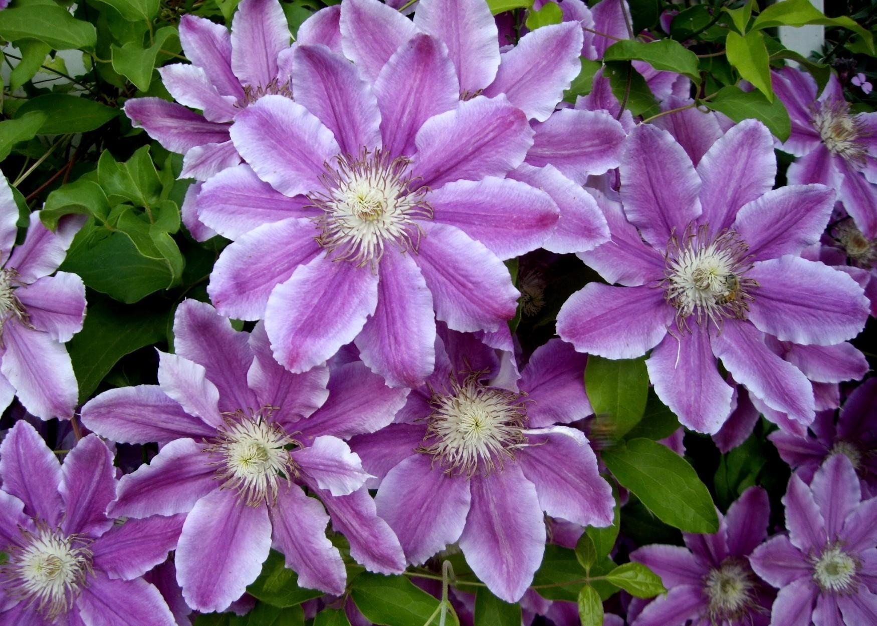 close up, earth, clematis, flower, nature, purple flower, flowers wallpapers for tablet