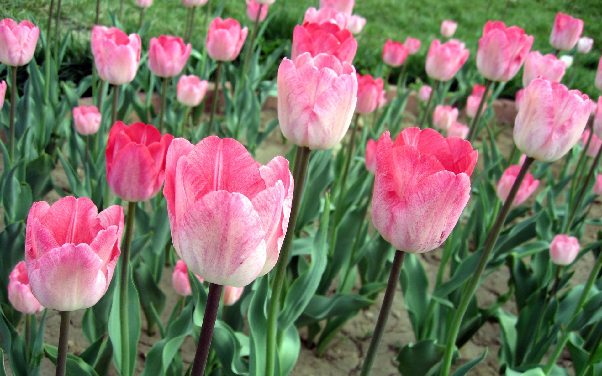 flowers, pink, tulips, greens, flower bed, flowerbed wallpaper for mobile