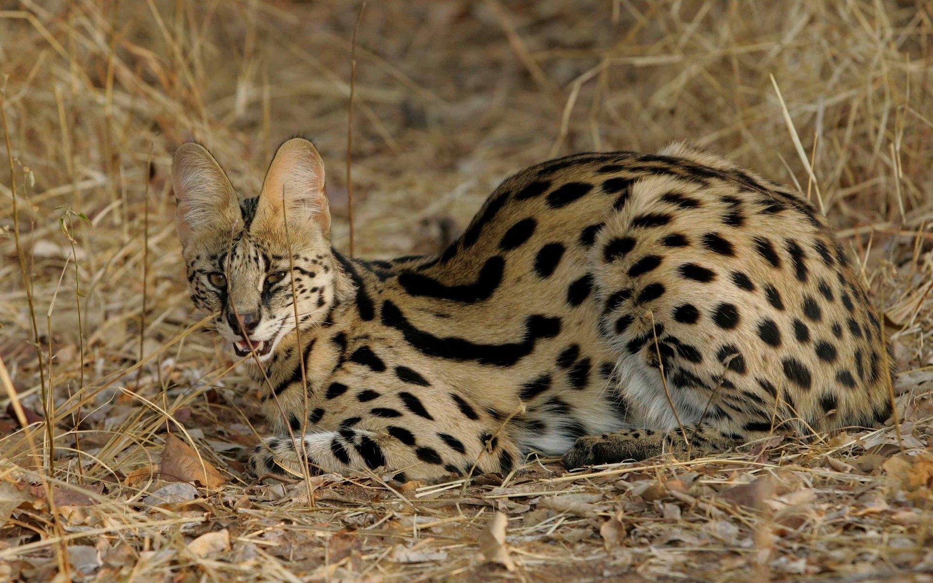 animals, grass, cat, aggression, to lie down, lie, spotted, spotty, serval wallpaper for mobile