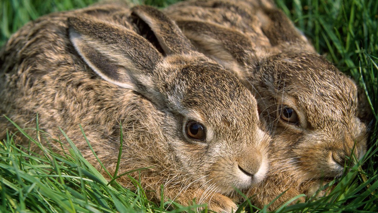 Картинки животных. Заяц-Русак. Заяц Русак с крольчатами. Зайчиха с зайчонком. Полосатый заяц.