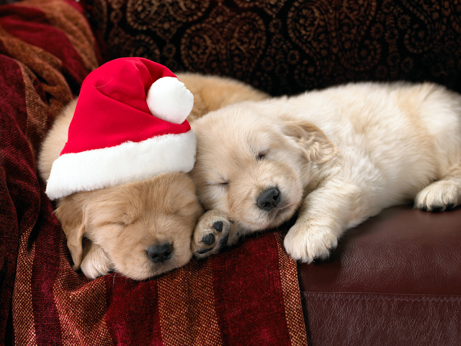 Скачать обои бесплатно Животные, Рождество (Christmas Xmas), Праздники, Новый Год (New Year), Собаки картинка на рабочий стол ПК