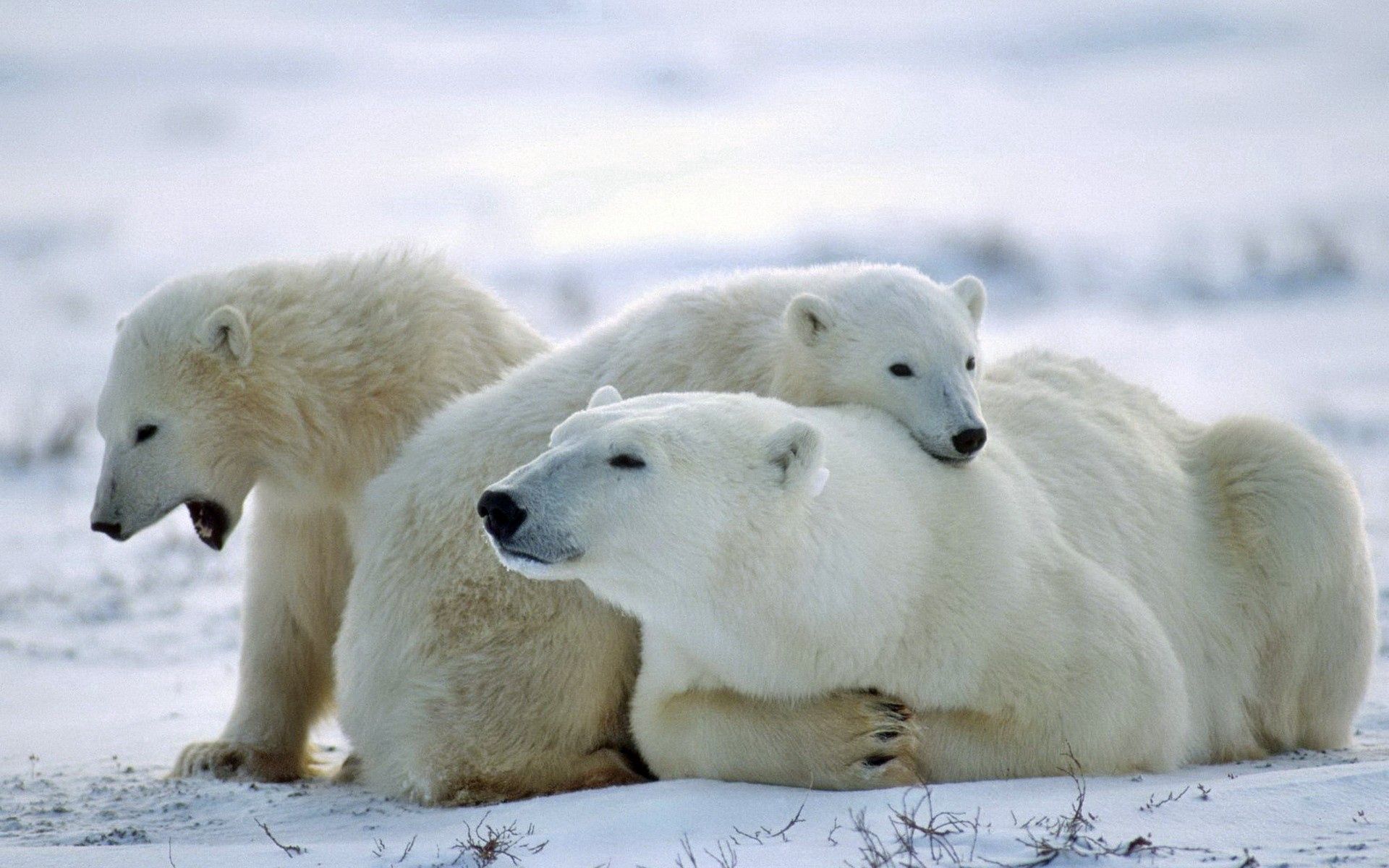 138442 baixar imagens animais, neve, suportar, urso, uma família, família, cuidado, urso polar - papéis de parede e protetores de tela gratuitamente