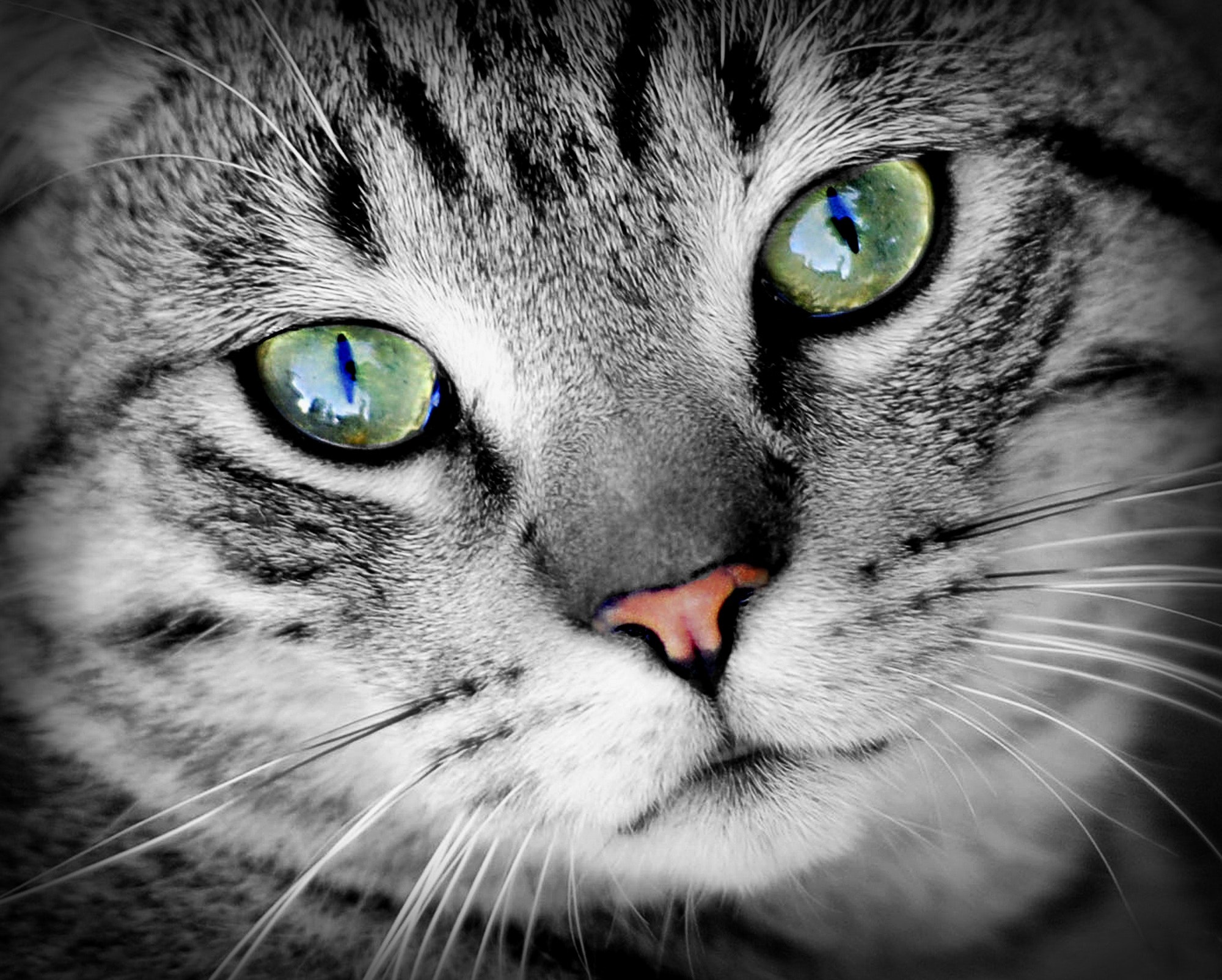 Серый полосатый кот с зелеными глазами