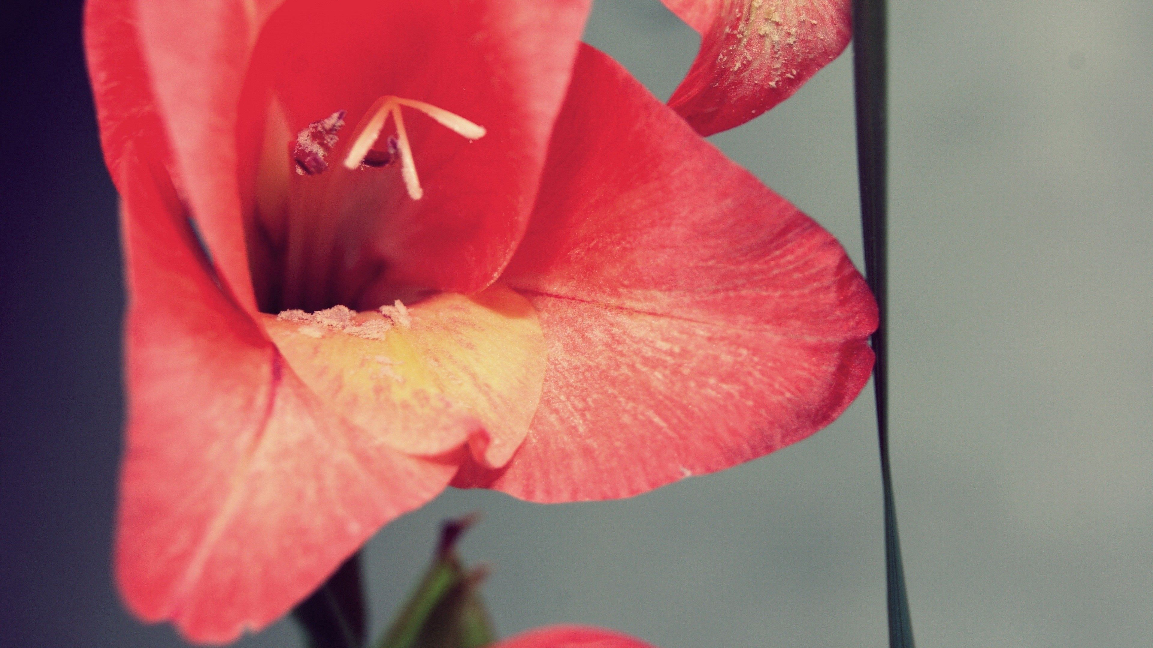 Download mobile wallpaper Macro, Stamens, Flower, Petals, Background for free.