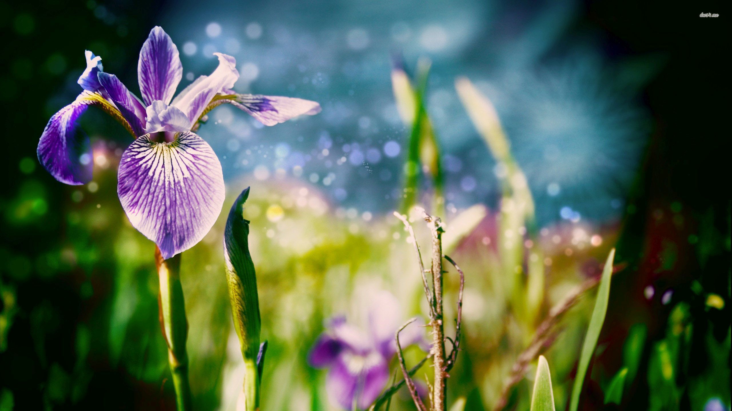 earth, iris, flower, flowers