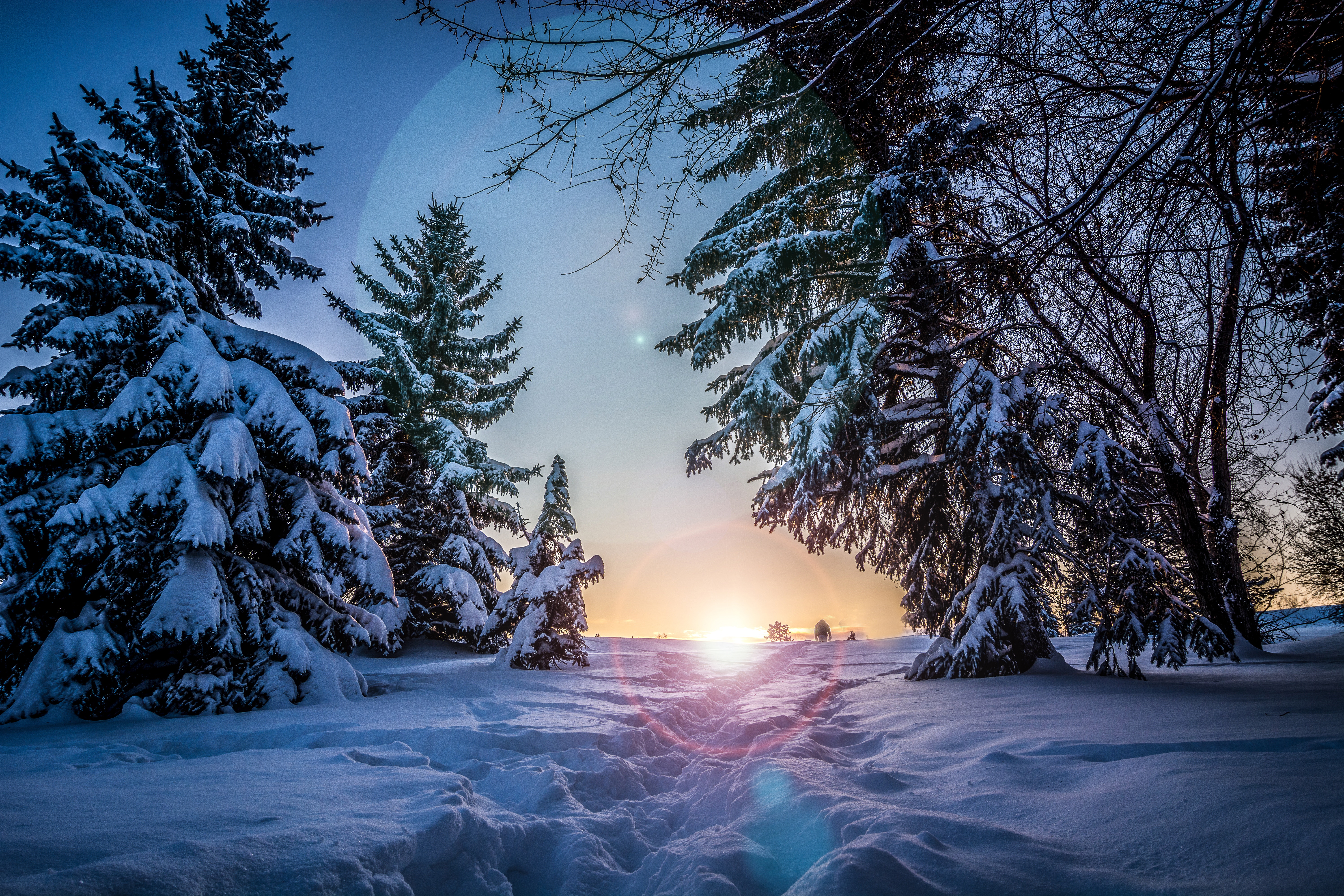 snow, trees, winter, nature, path, sunlight HD wallpaper