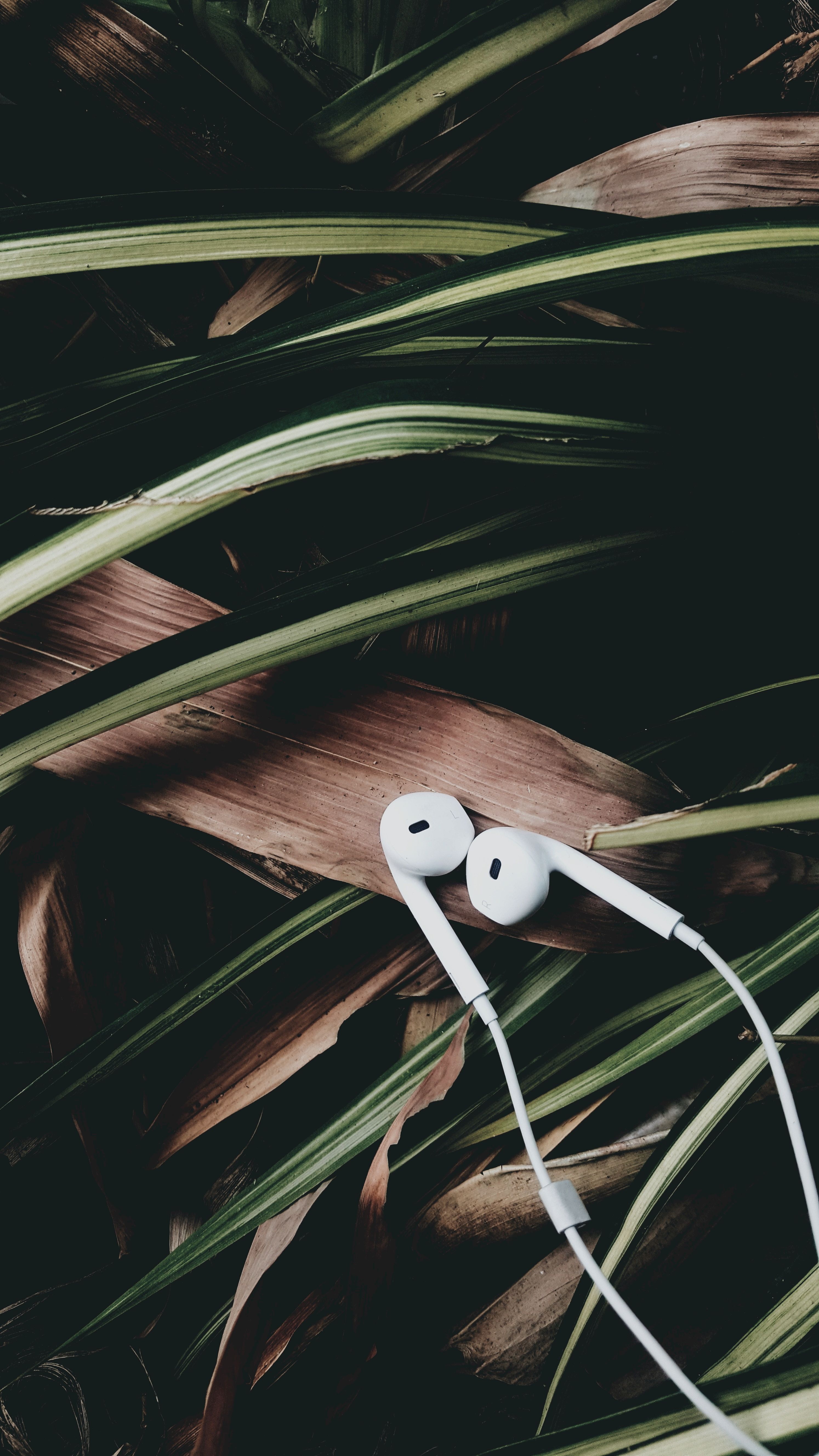music, headphones, leaves, audio phone background