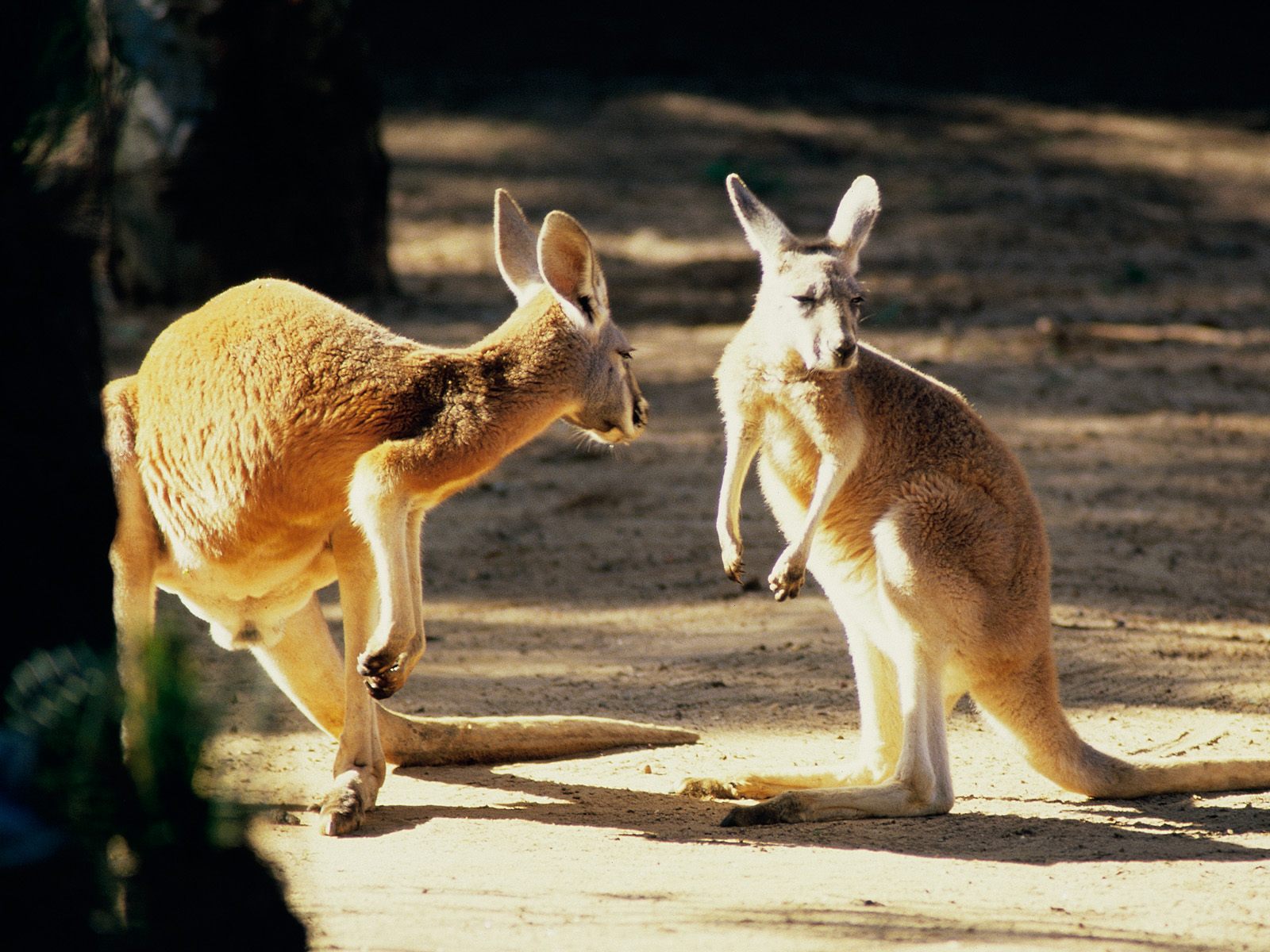 Кенгуру символ Австралии