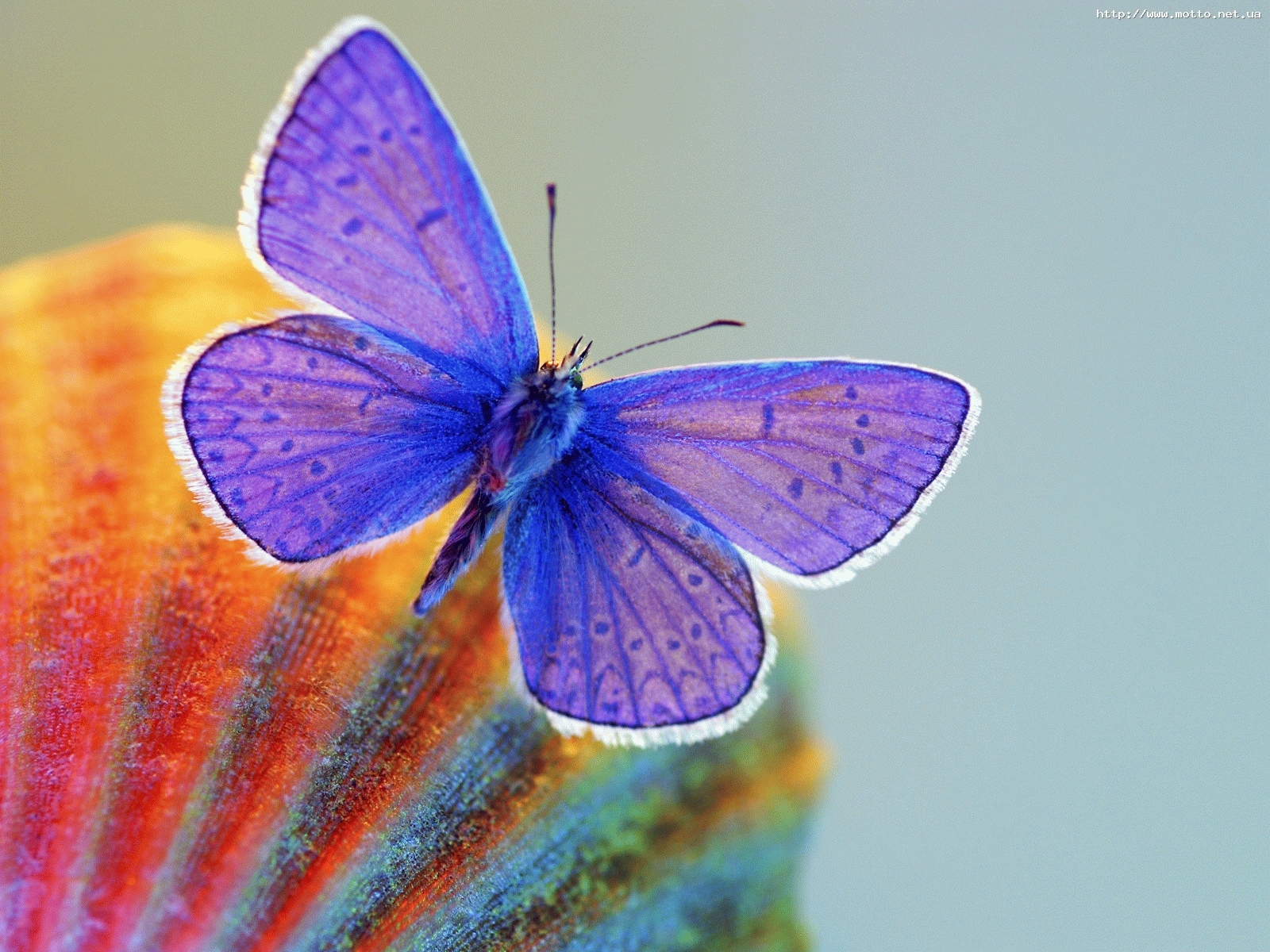 5810 descargar imagen mariposas, insectos: fondos de pantalla y protectores de pantalla gratis