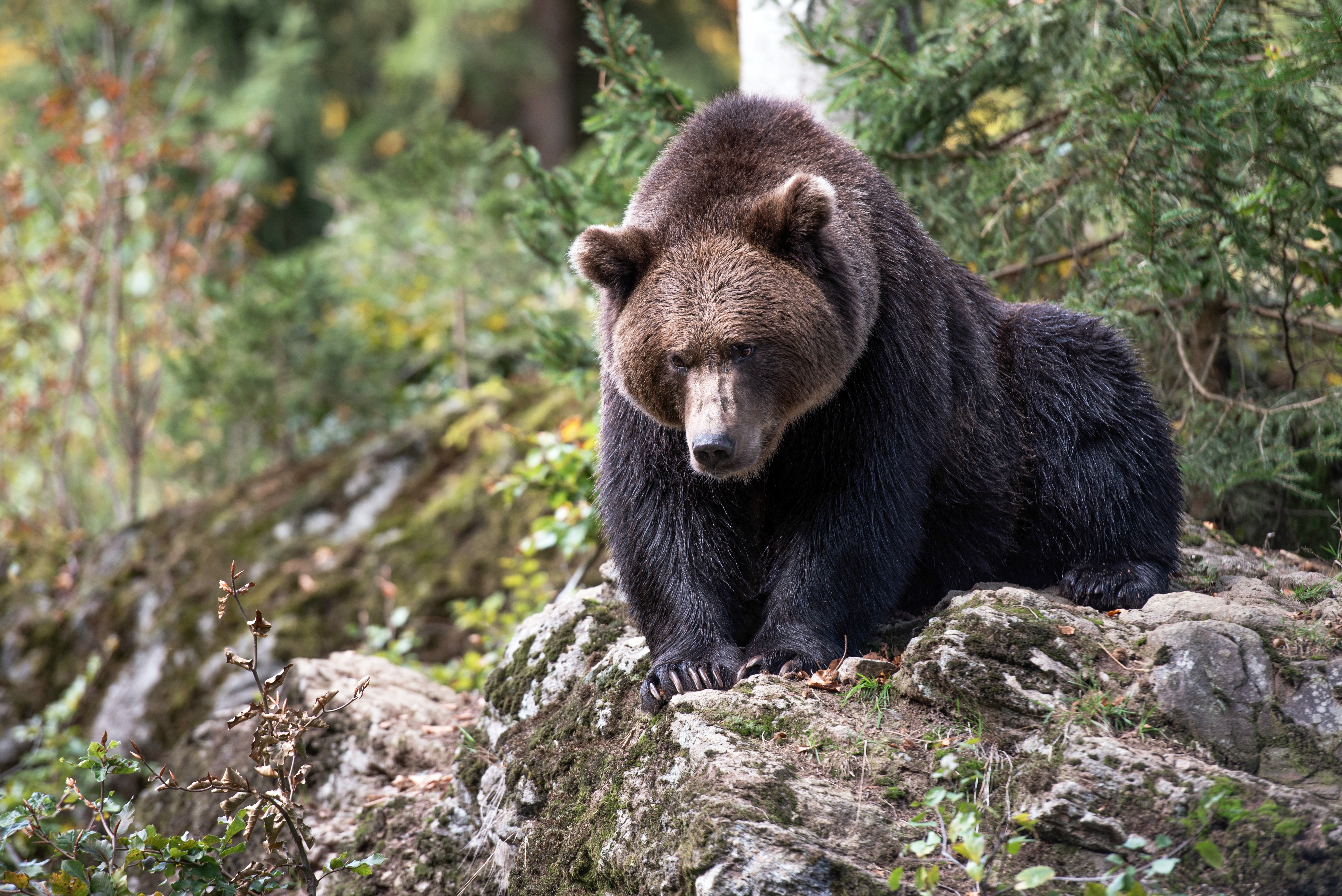 animal, grizzly bear, grizzly, bears HD wallpaper