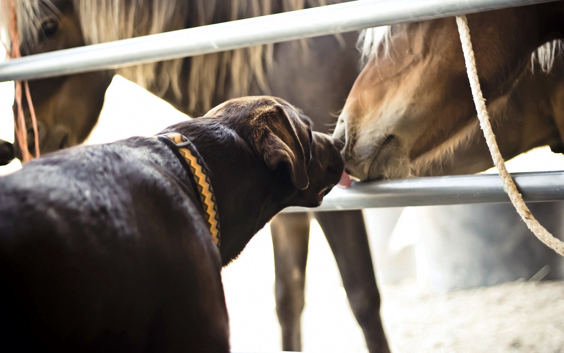 animals, friendship, dog, horse, kiss