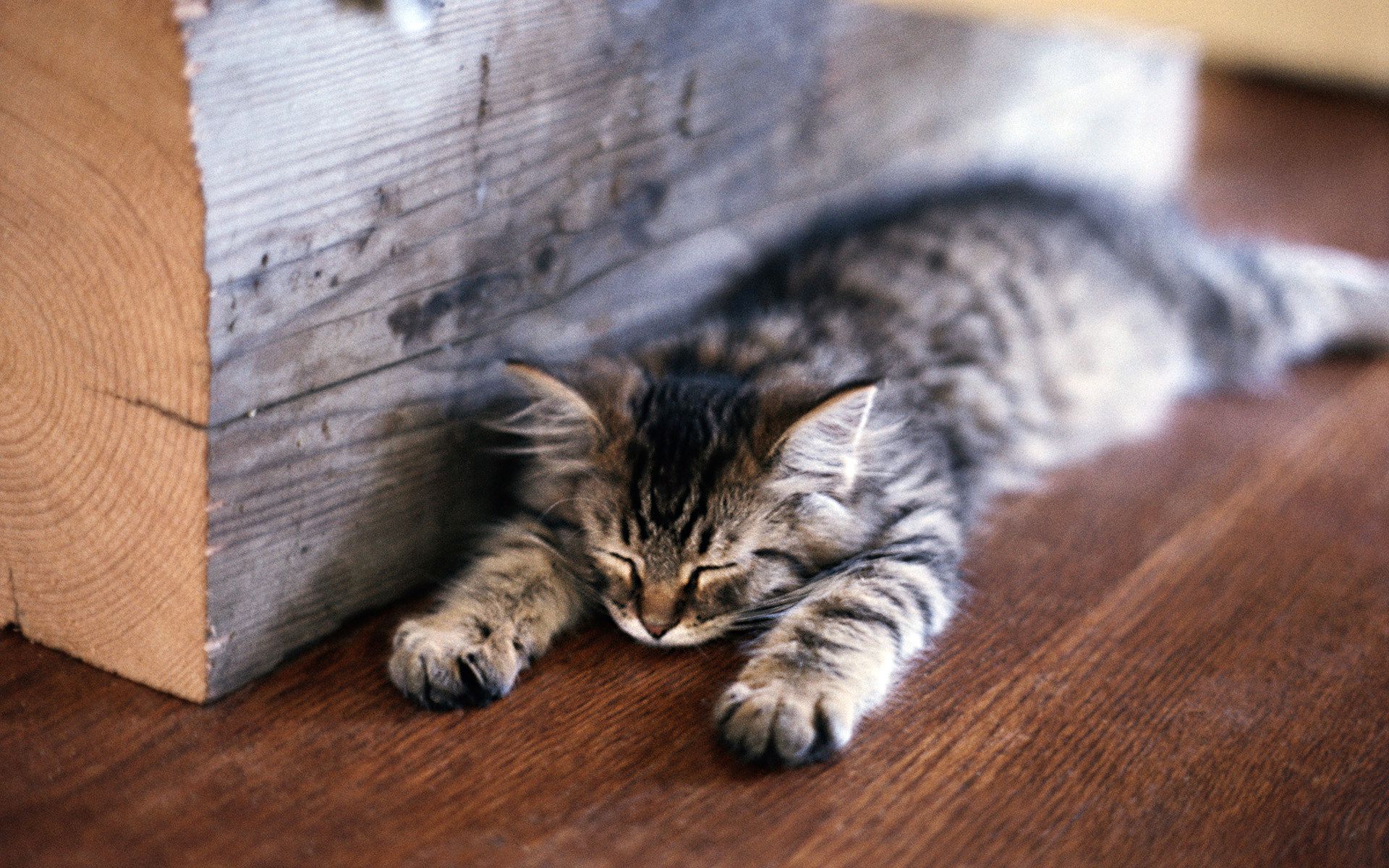 Полосатый котенок спящий