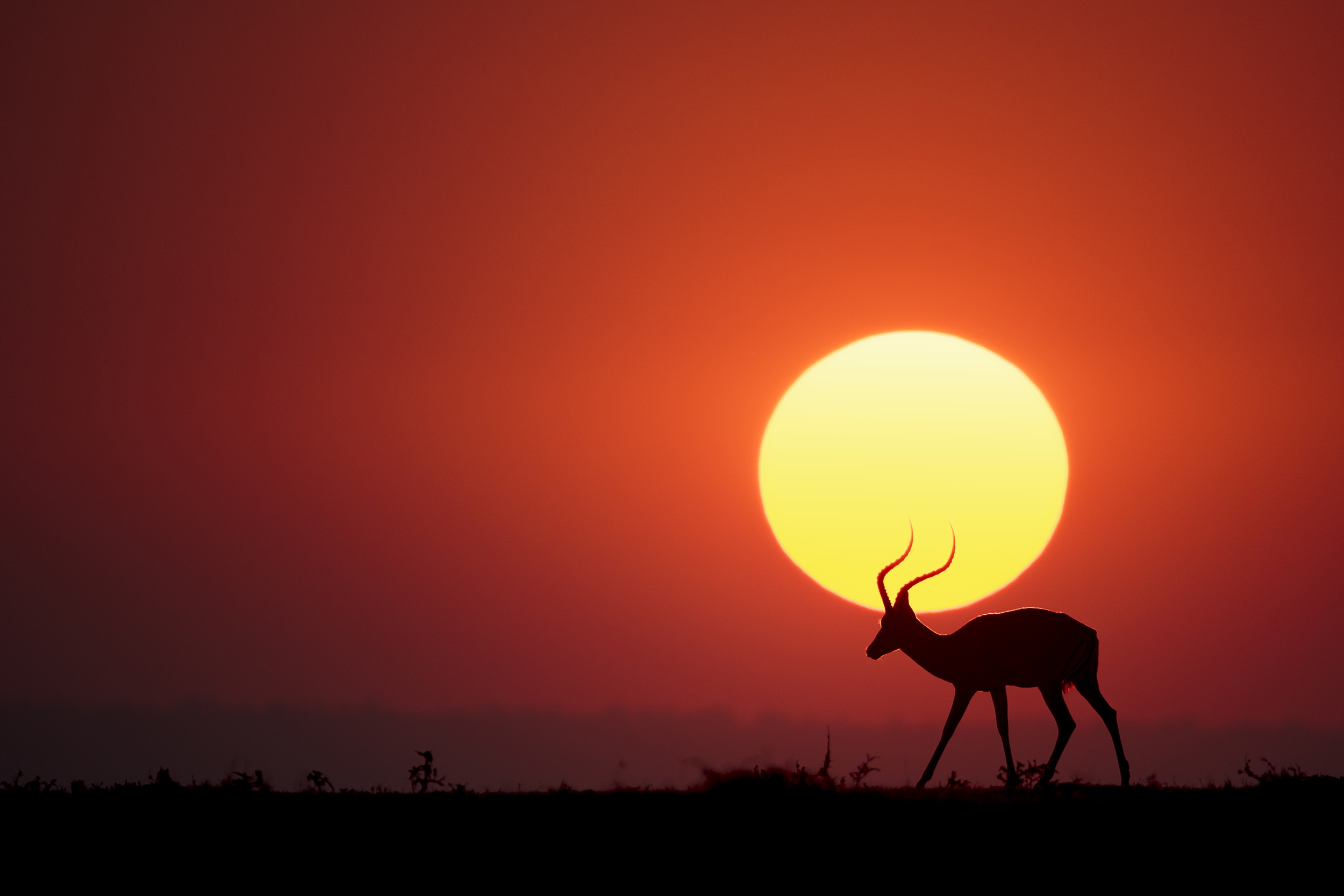 animal, impala, silhouette, sun, sunset images