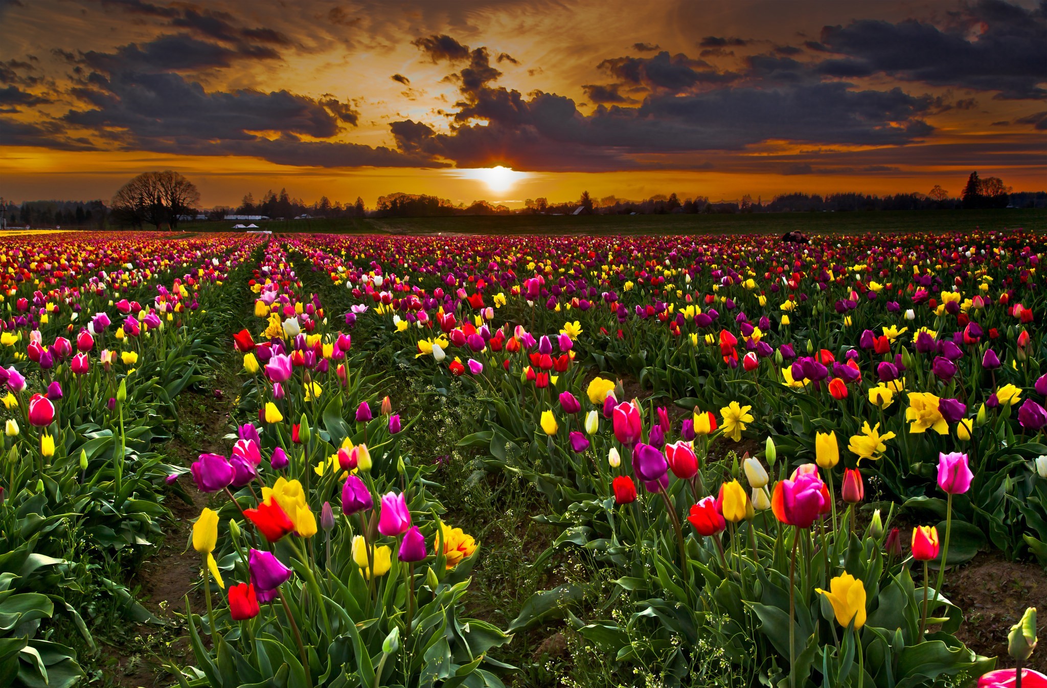 Поле разноцветных тюльпанов