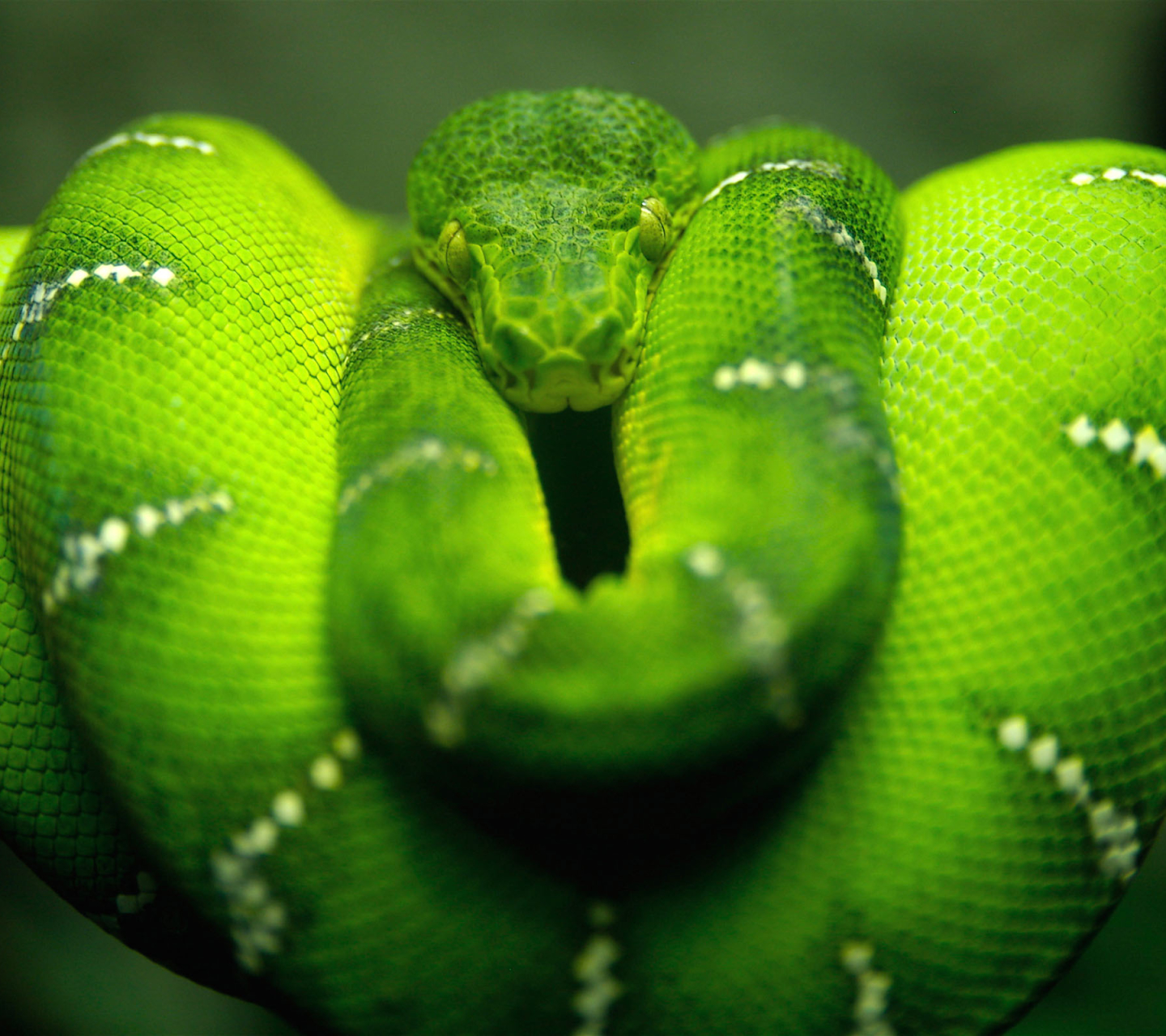 Удав 5 букв сканворд. Змея питон зеленый. Изумрудный удав. Змея Аспид зеленый. Собакоголовый питон.