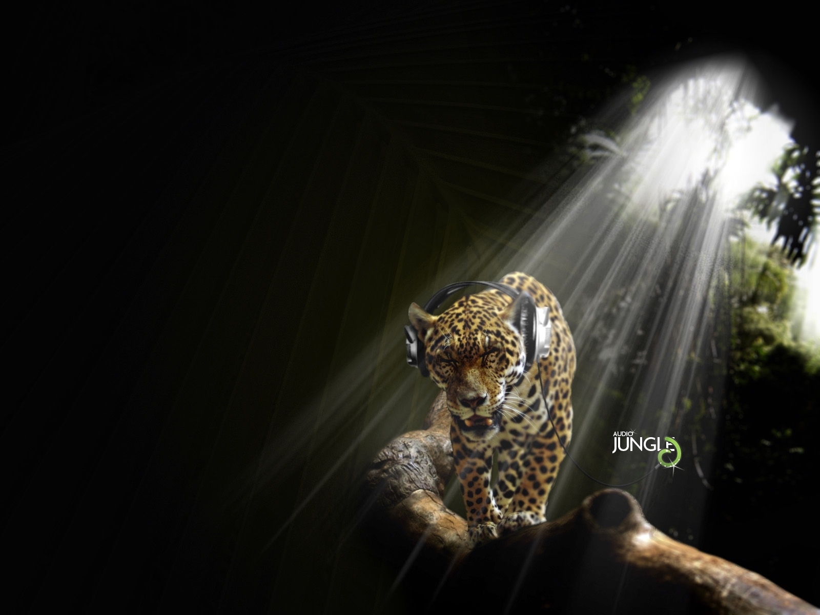 5660 Protetores de tela e papéis de parede Leopards em seu telefone. Baixe  fotos gratuitamente