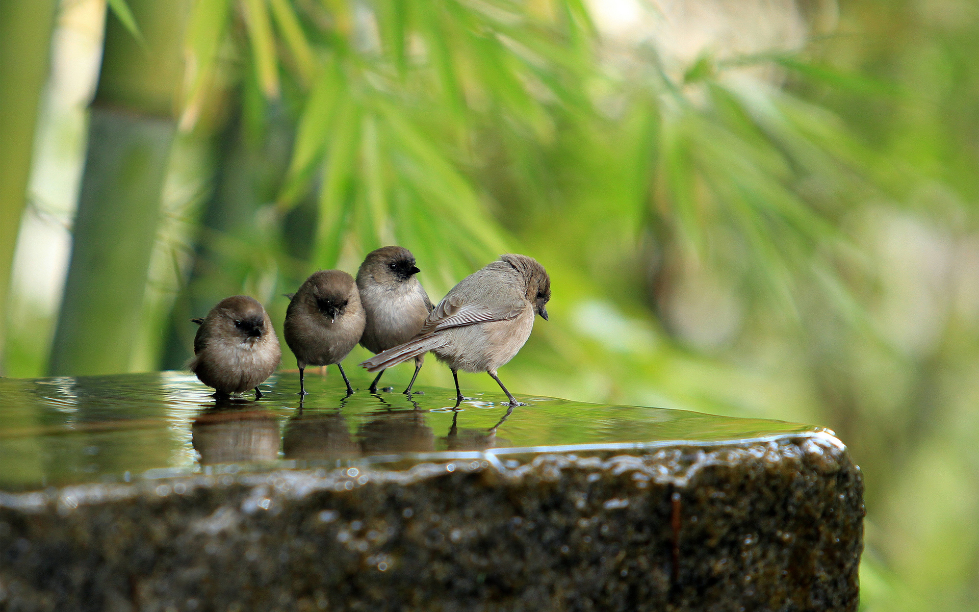 Три маленькие птички