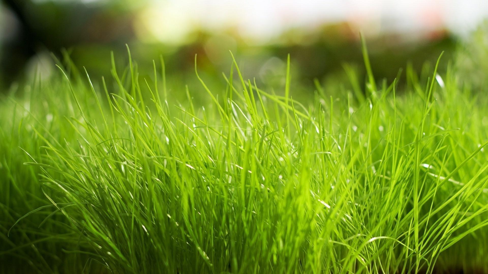 Free download wallpaper Grass, Background, Plants on your PC desktop