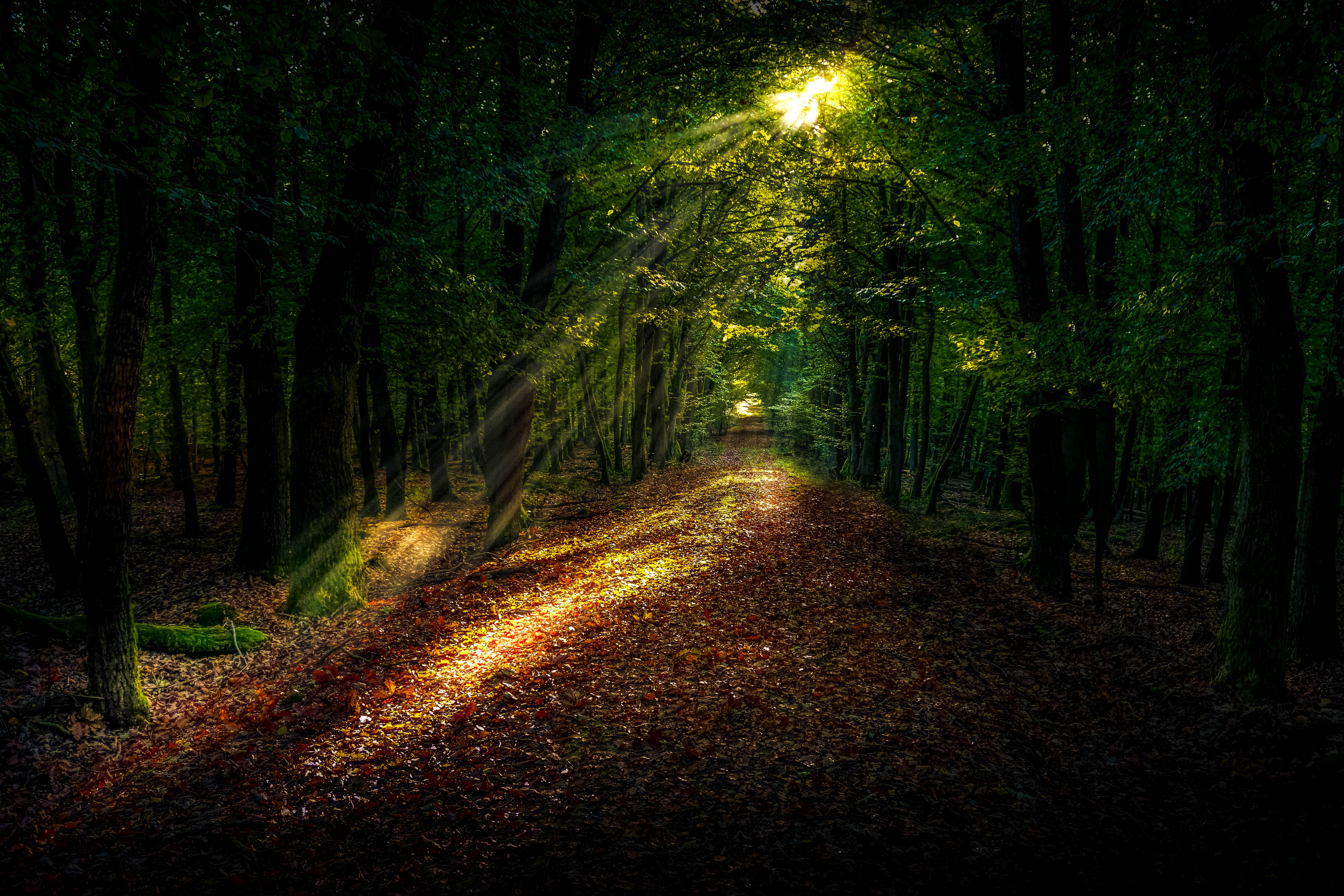 Download mobile wallpaper Trees, Nature, Sunlight, Forest, Path, Autumn for free.
