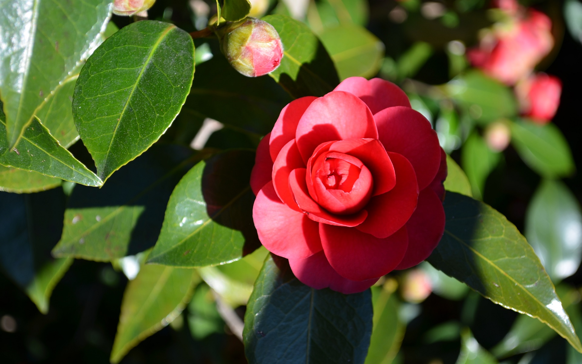 flowers, red flower, earth, camellia, flower, leaf, nature