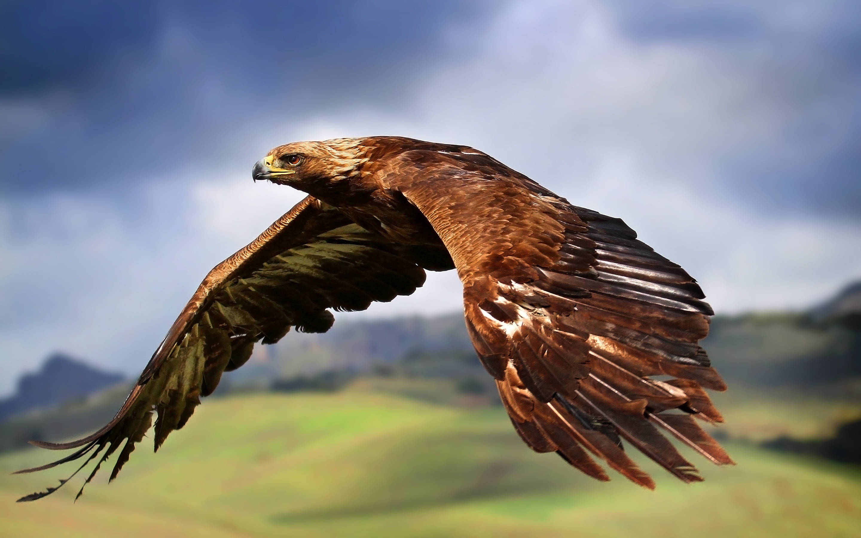 Орел коричневого цвета