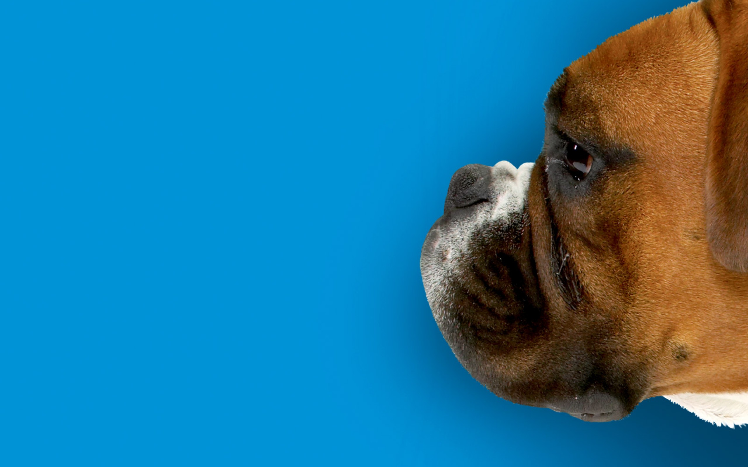 animal, boxer, dogs phone background