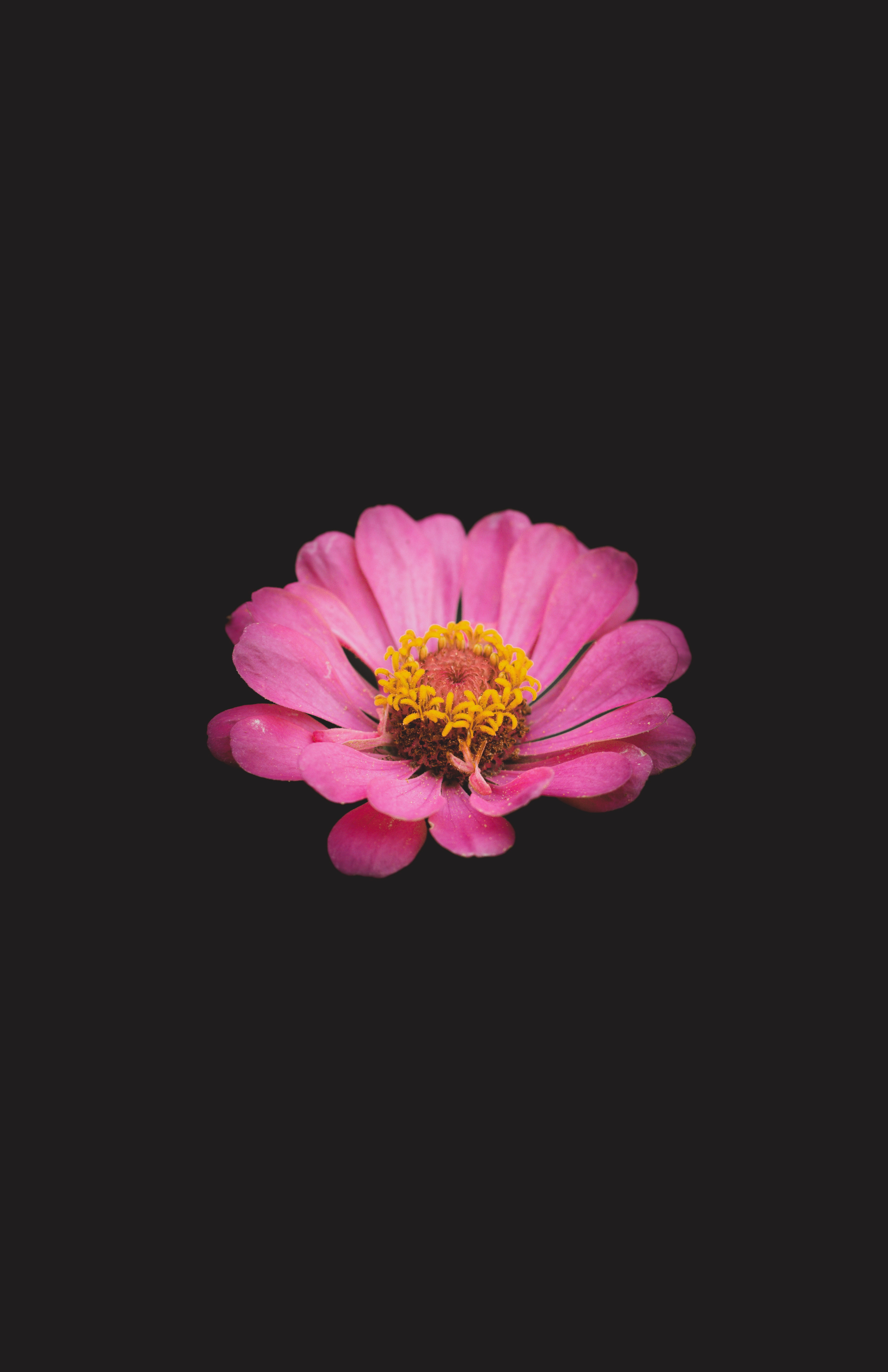 minimalism, flower, flowers, pink, zinnia