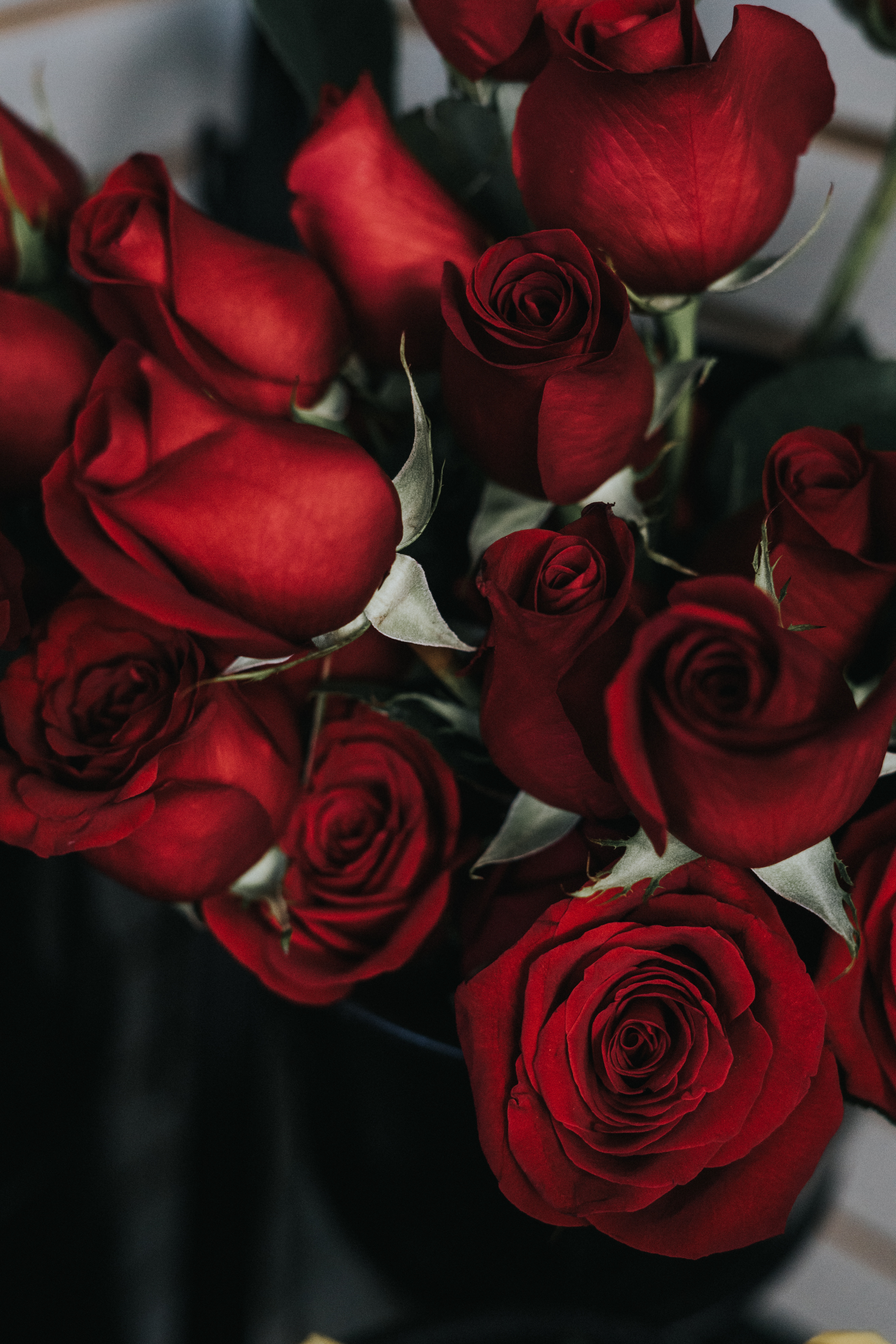 135455 скачать обои розы, цветы, красный, букет, лепестки - заставки и картинки бесплатно
