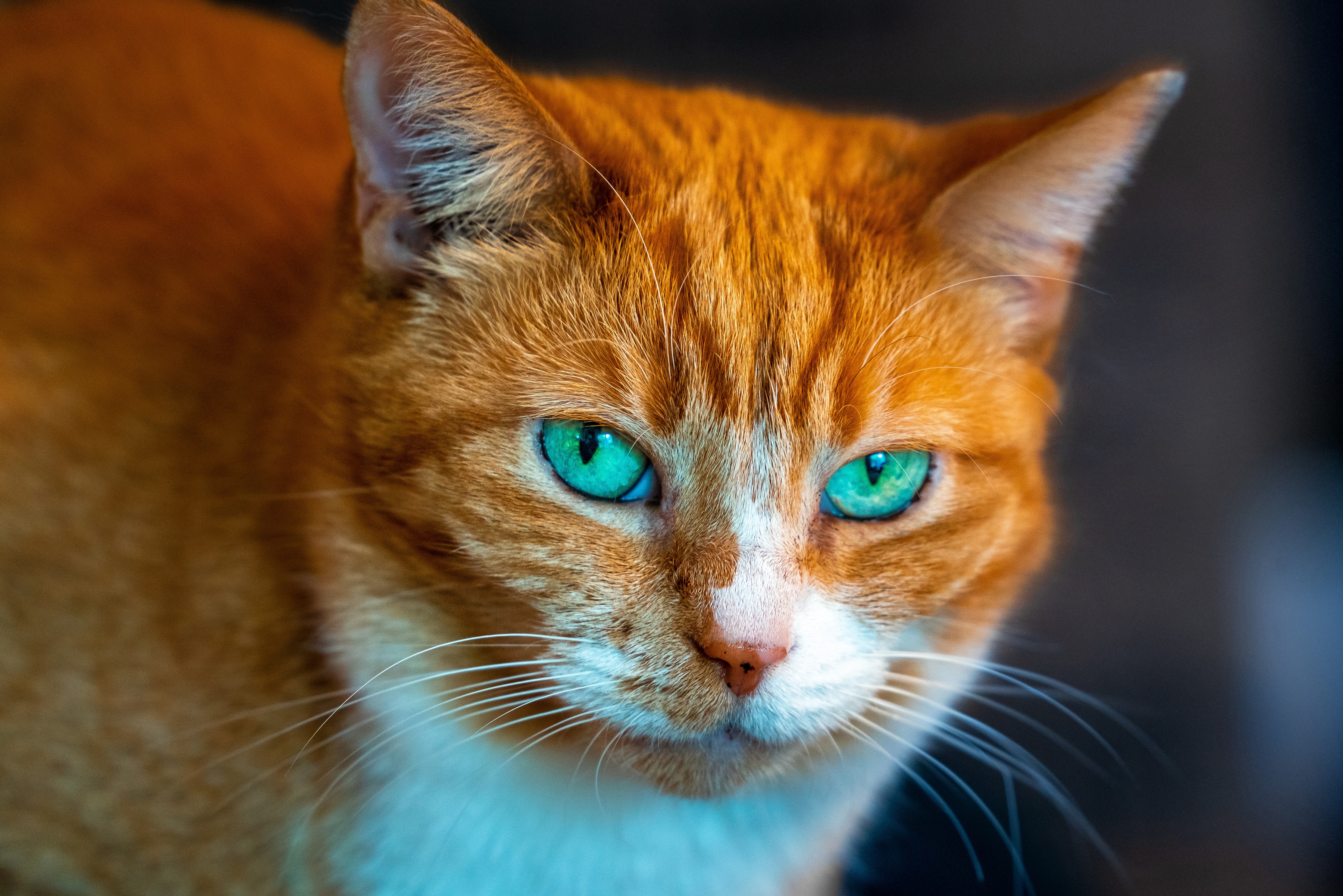 Породы кошек с рыжими глазами. Охос азулес кошка рыжий. Рыжий кот с голубыми глазами порода Охос азулес. Охос азулес длинношерстный. Абиссинская кошка рыжая с голубыми глазами.