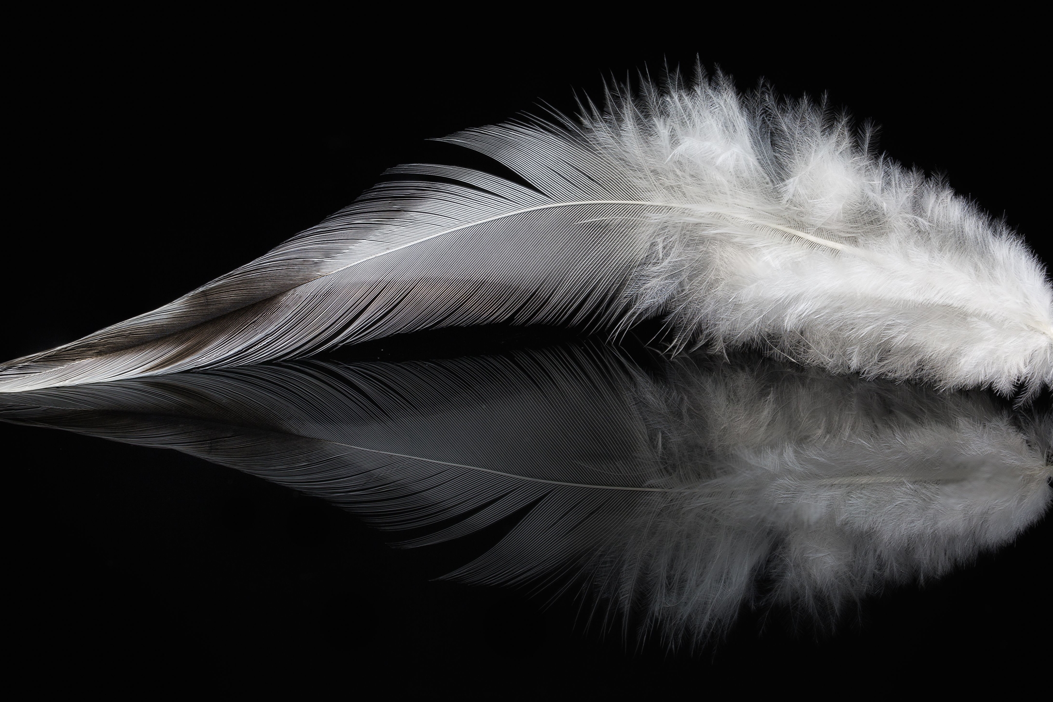 Download mobile wallpaper Feather, Photography for free.