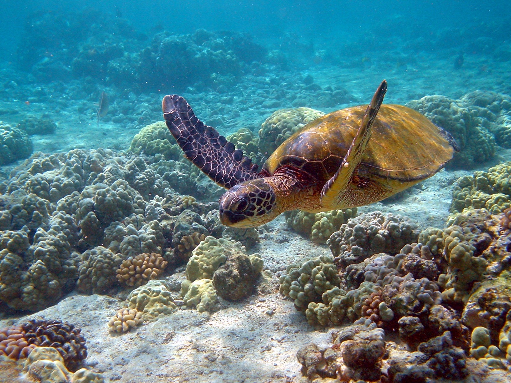underwater world, animals, to swim, swim, turtle download HD wallpaper