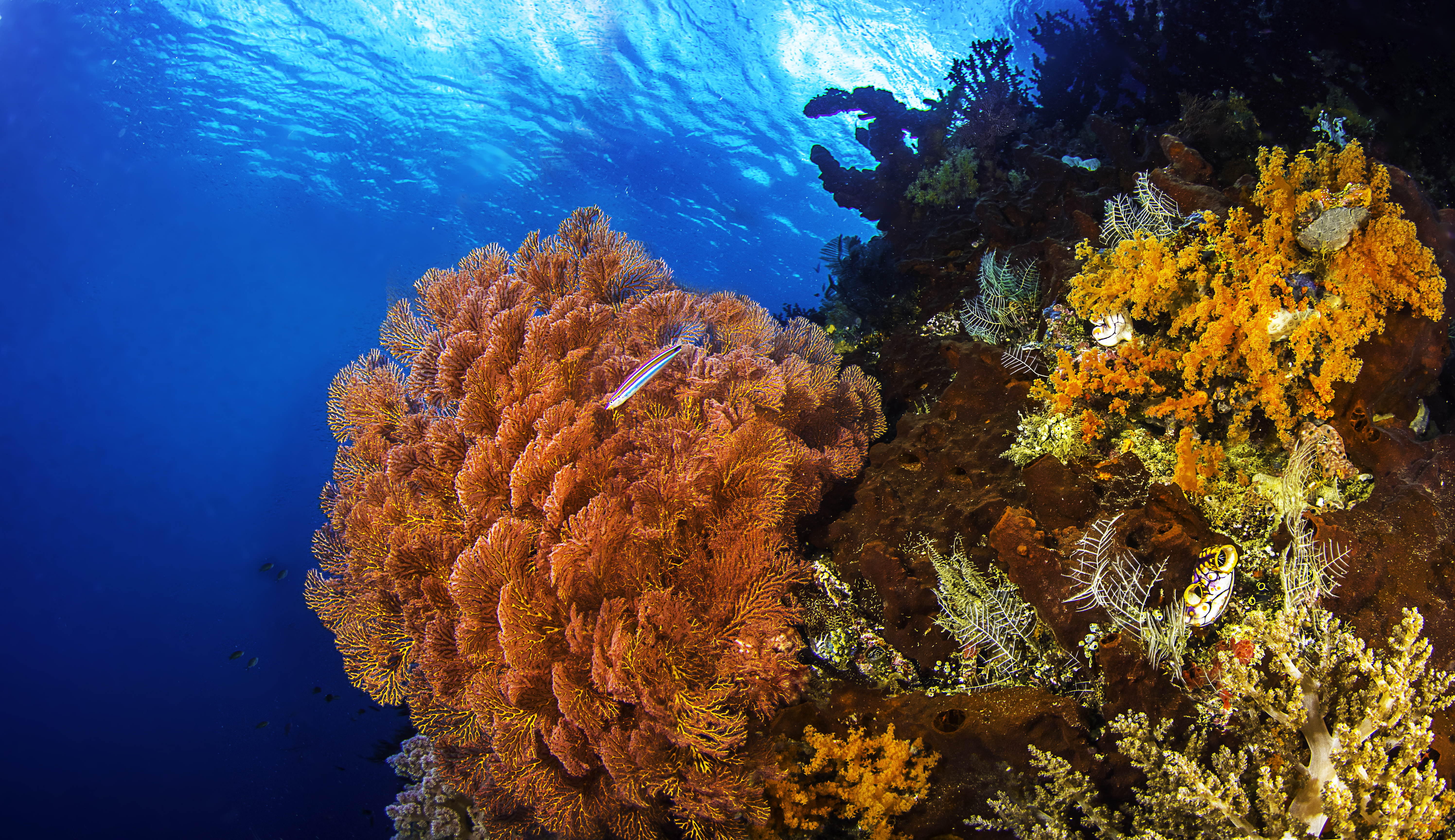 1526665 скачать картинку подводный, коралловый риф, земля/природа, цвета, рыба - обои и заставки бесплатно