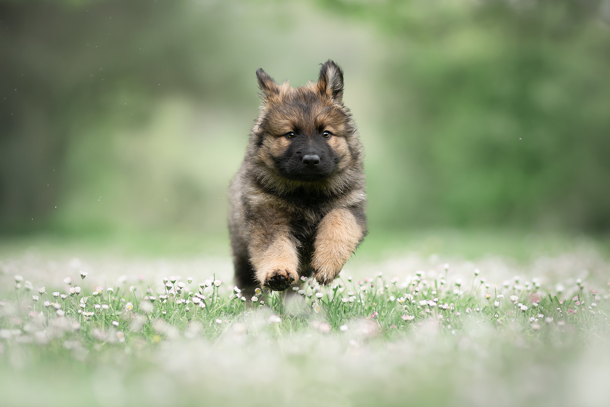 Немецкая овчарка щенок на травке бежит