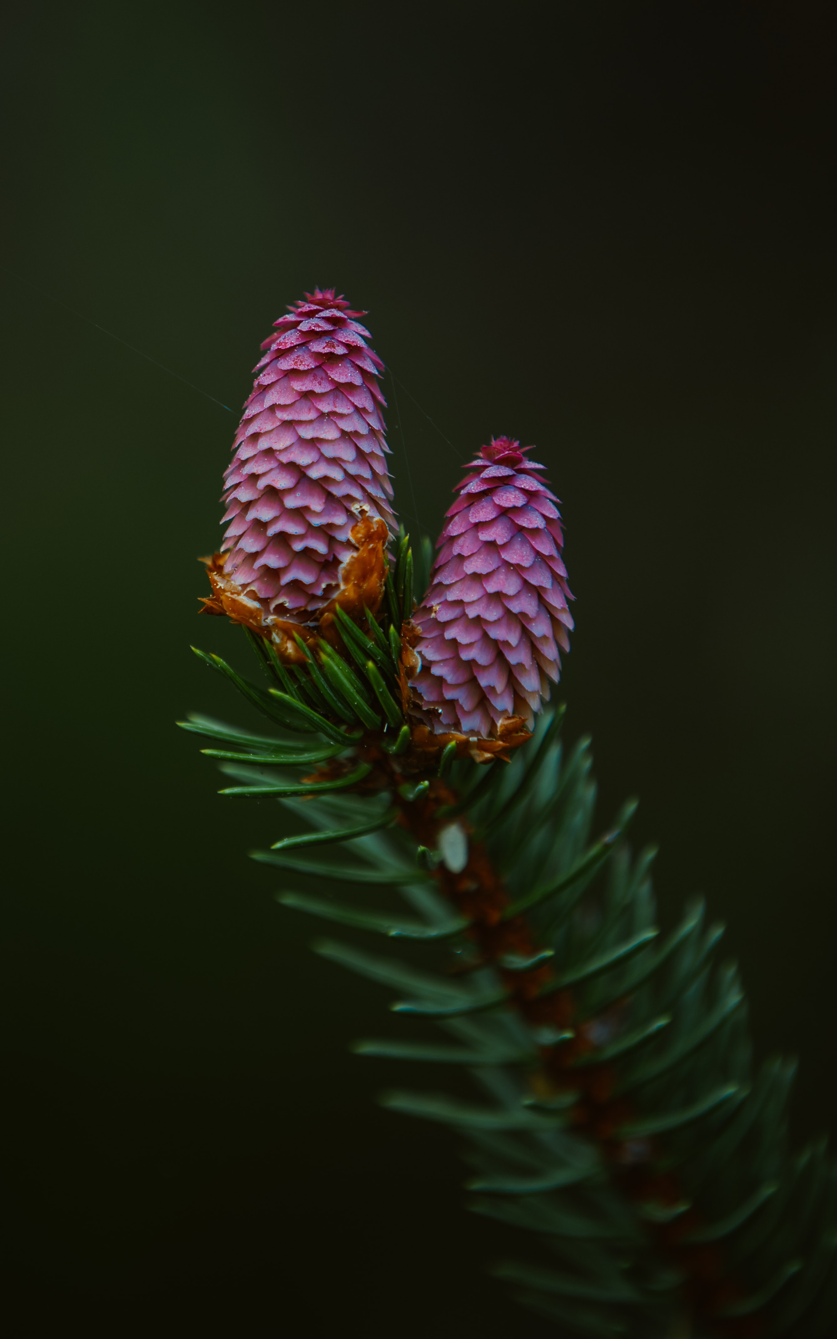 Download mobile wallpaper Fir, Macro, Spruce Cone, Spruce Bump, Needle, Spruce, Branch for free.