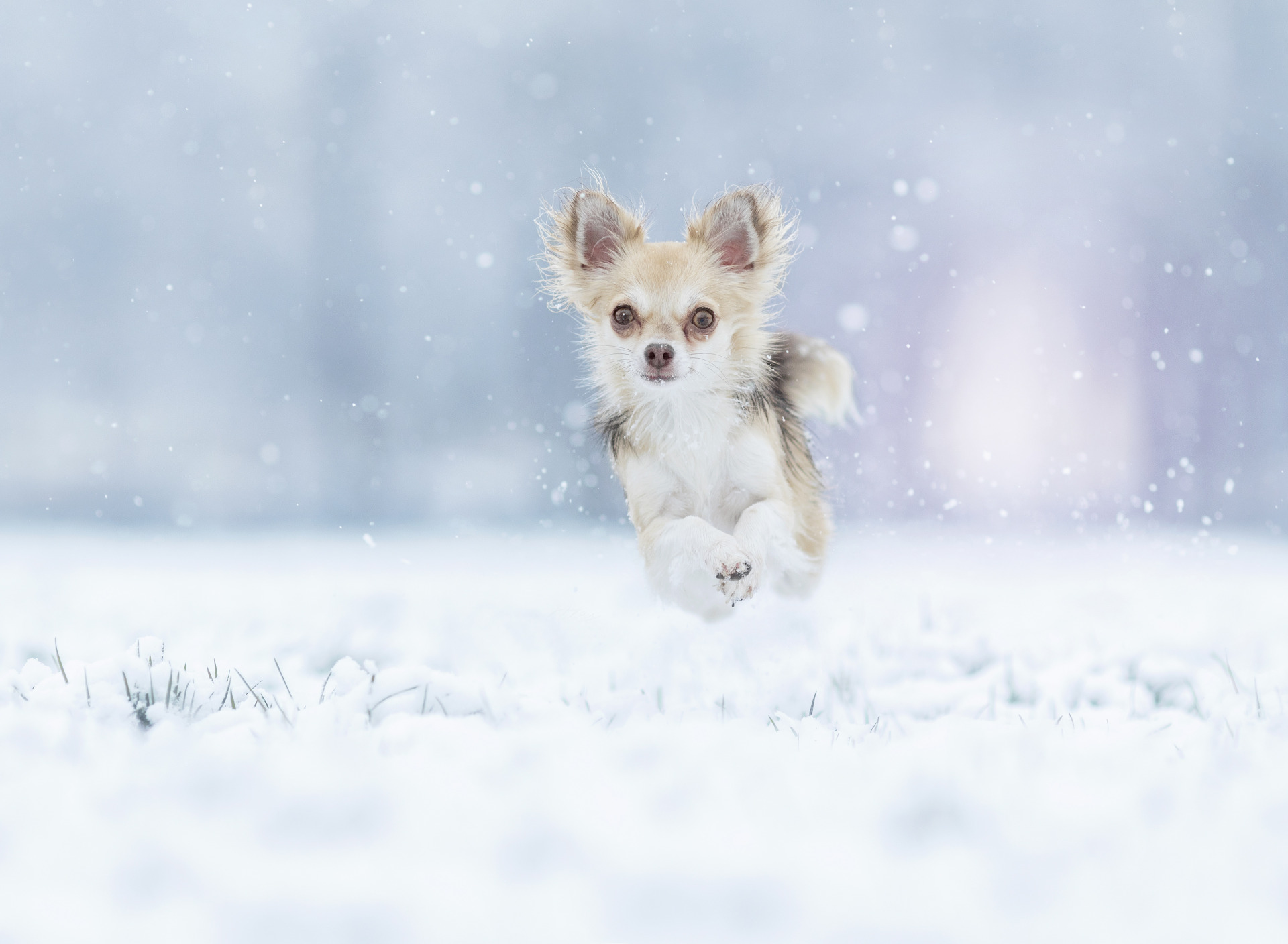 Download mobile wallpaper Winter, Snow, Dog, Animal, Chihuahua, Running for free.