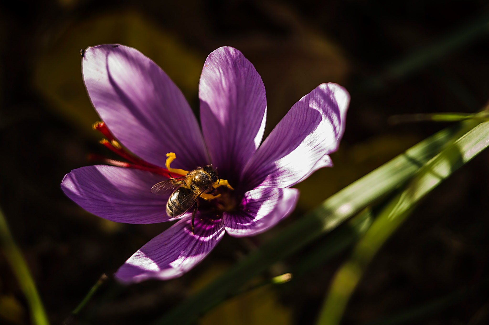 Download mobile wallpaper Insects, Macro, Insect, Bee, Animal, Petal, Crocus, Purple Flower for free.