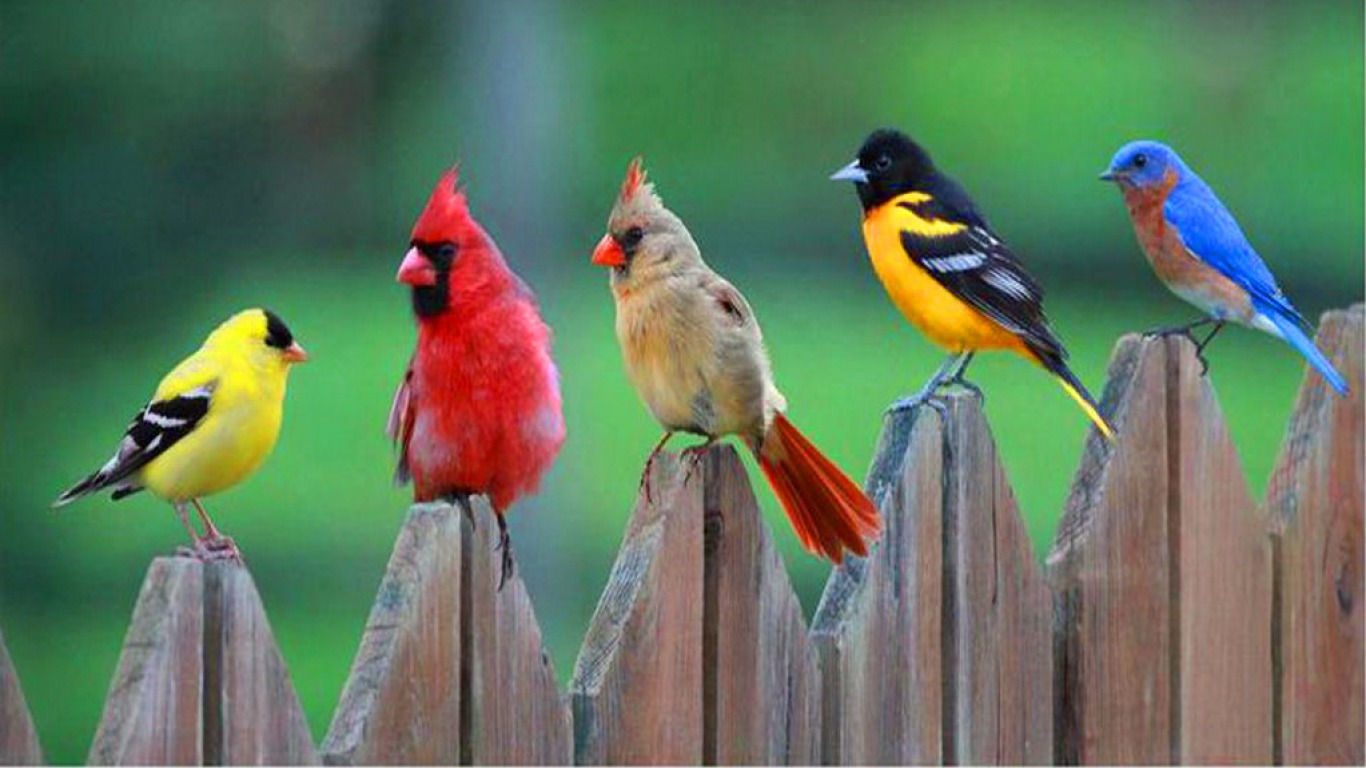 Стая разноцветных птиц