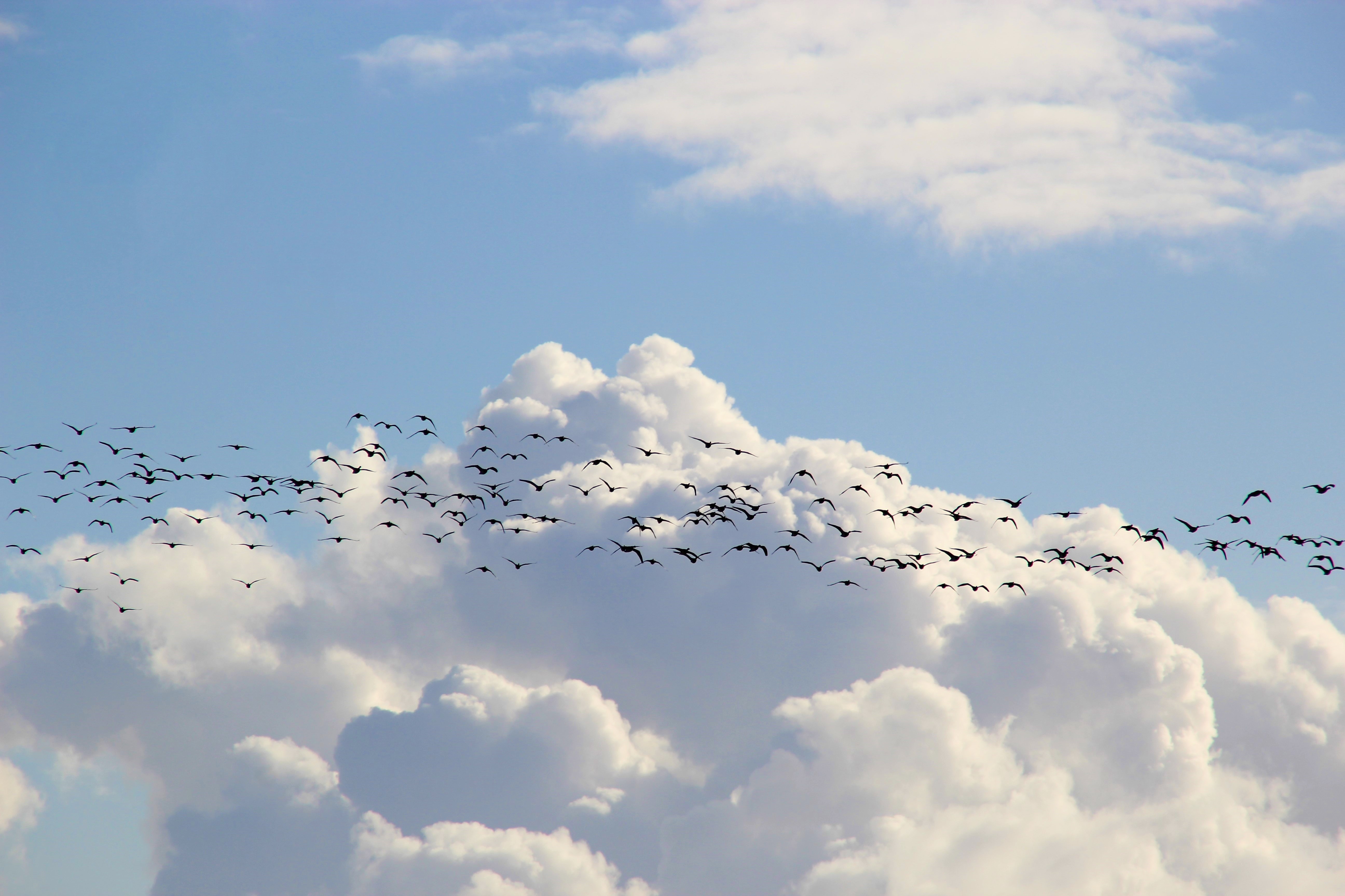 animal, bird, cloud, flock of birds, sky, birds Ultra HD, Free 4K, 32K