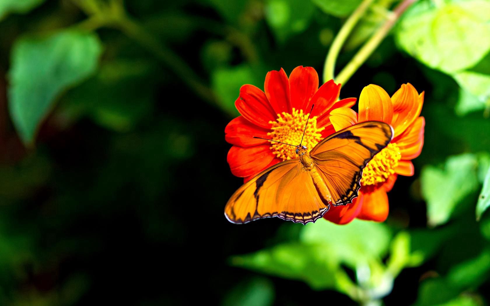Free download wallpaper Flower, Macro, Bright, Butterfly on your PC desktop